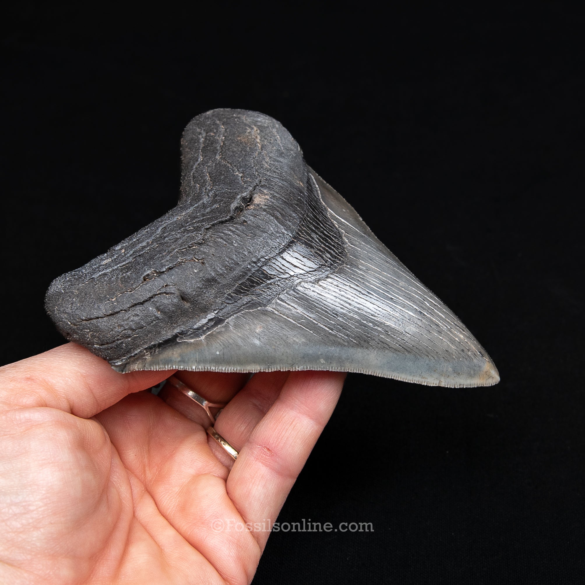 GENUINE PREHISTORIC FOSSIL TOOTH — MEG 4.77", South Carolina