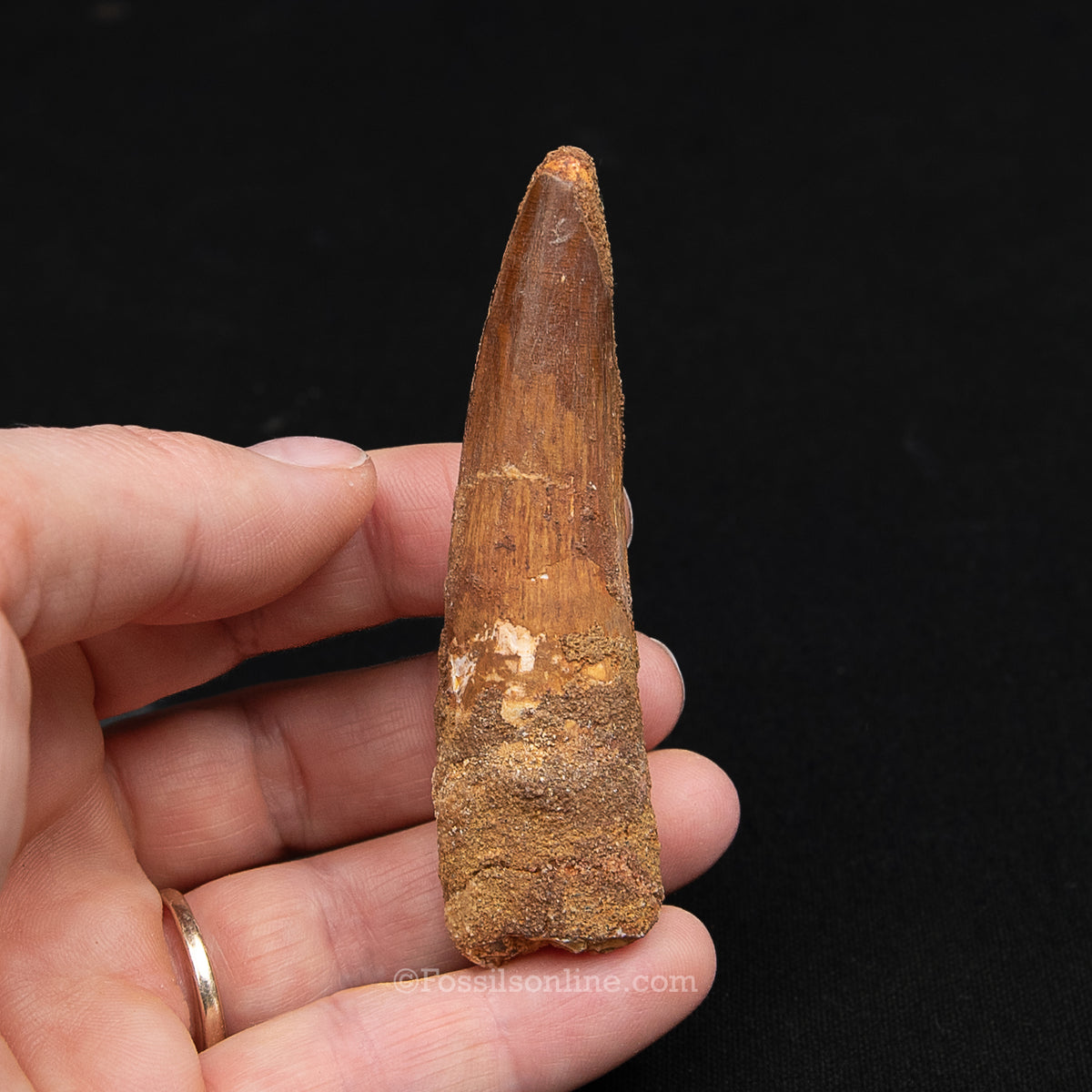 Spinosaurus Dinosaur Tooth Med Case