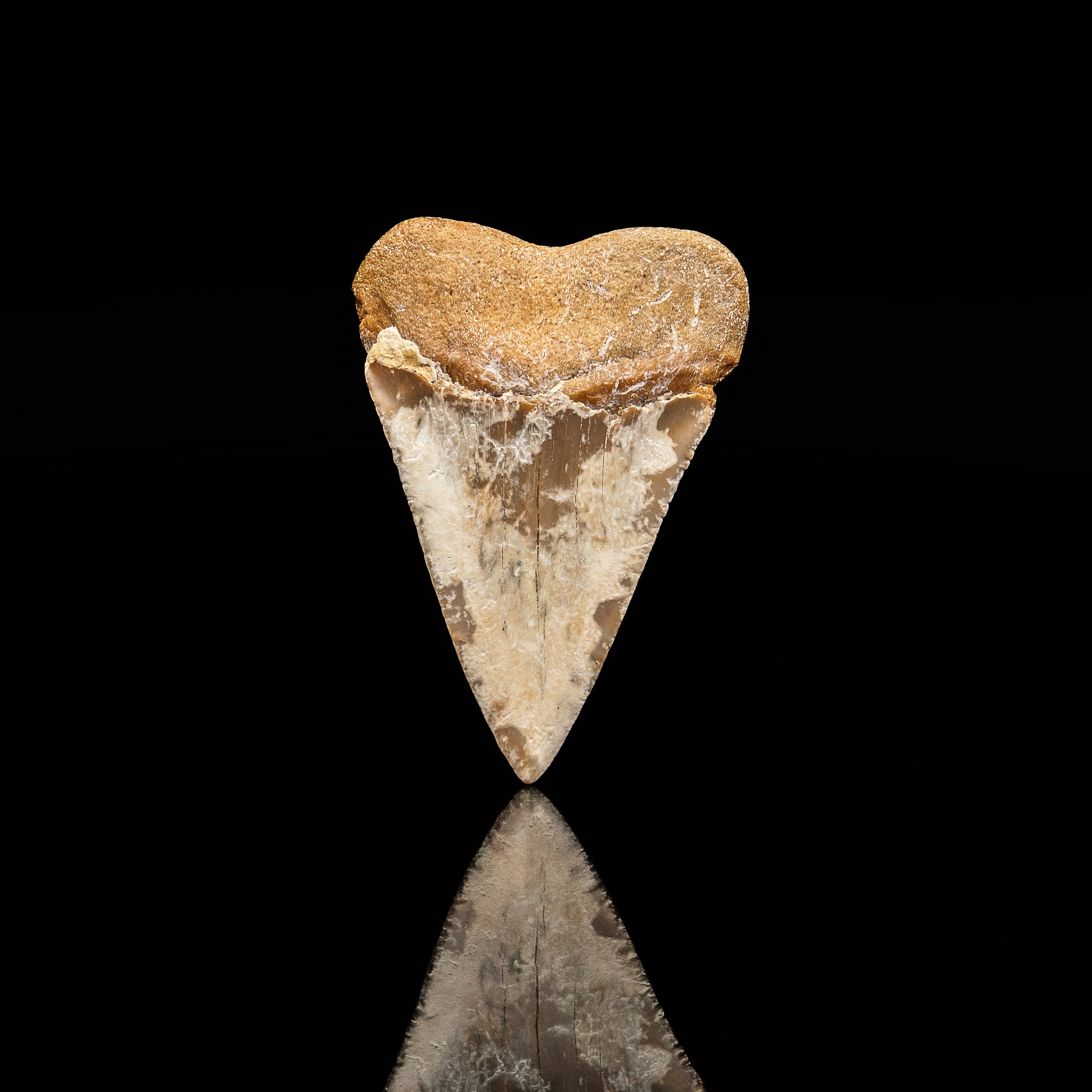 Fossil Great White 2.61" Baja California