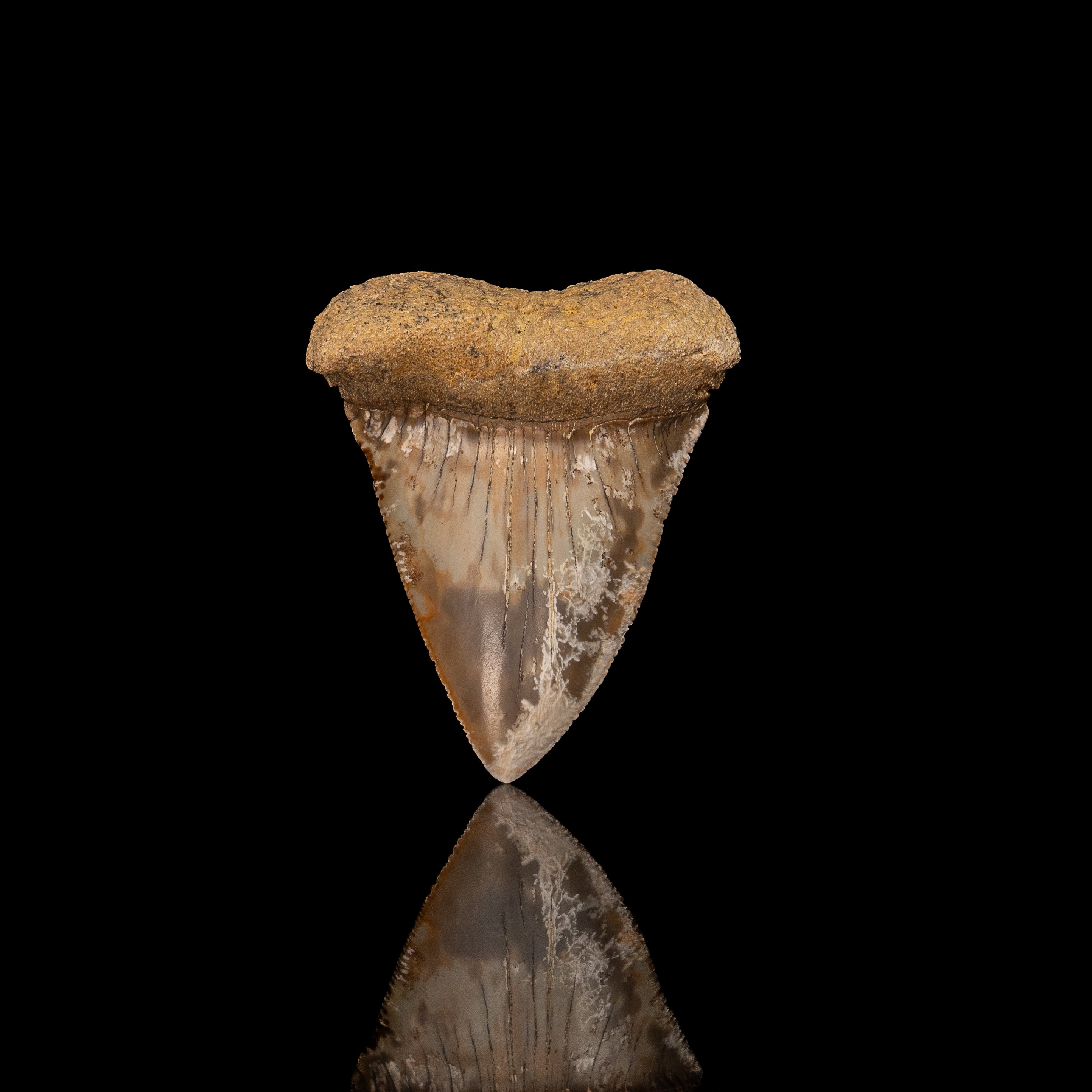 Fossil Great White 2.50" Baja California