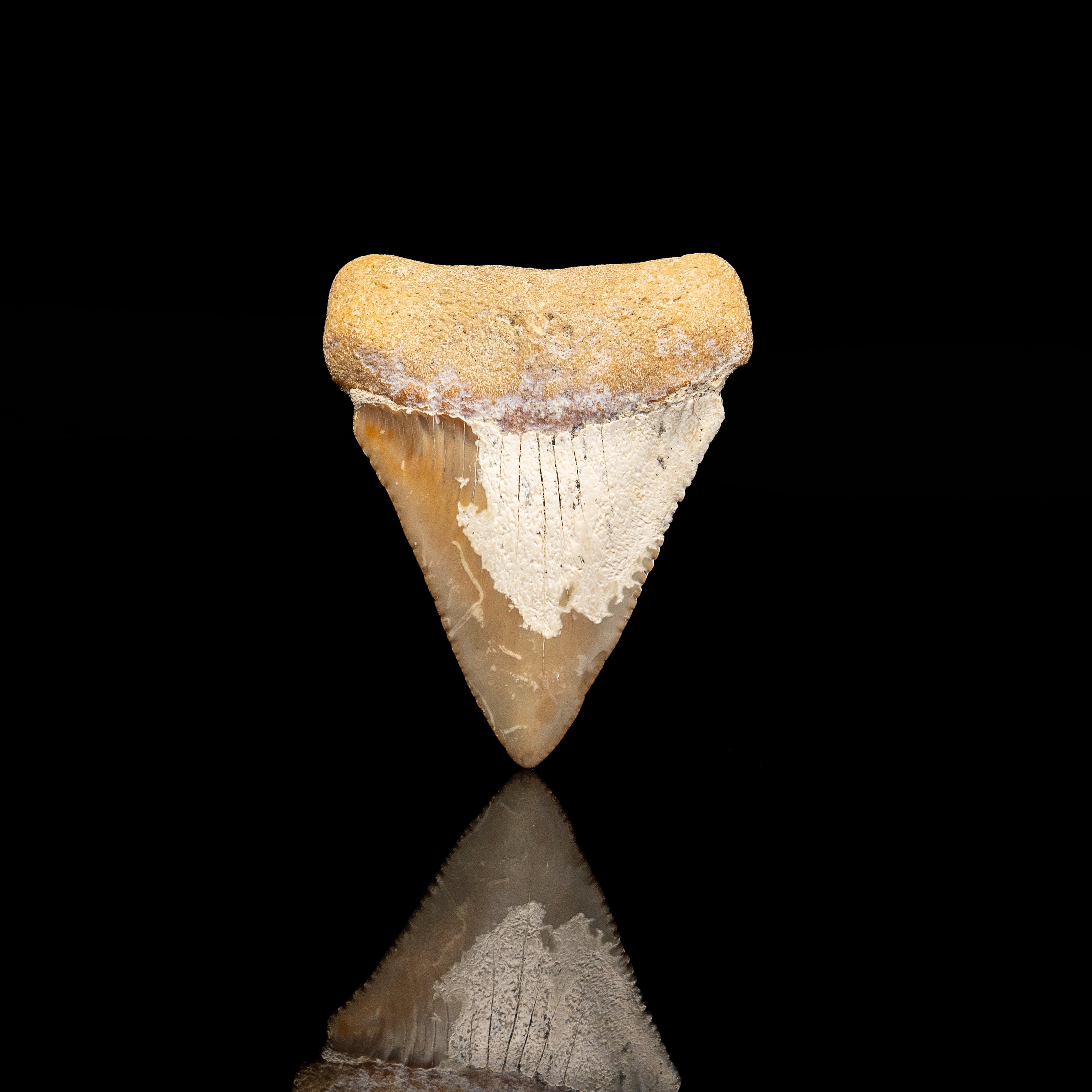 Large Fossil Great White 2.82" Baja California