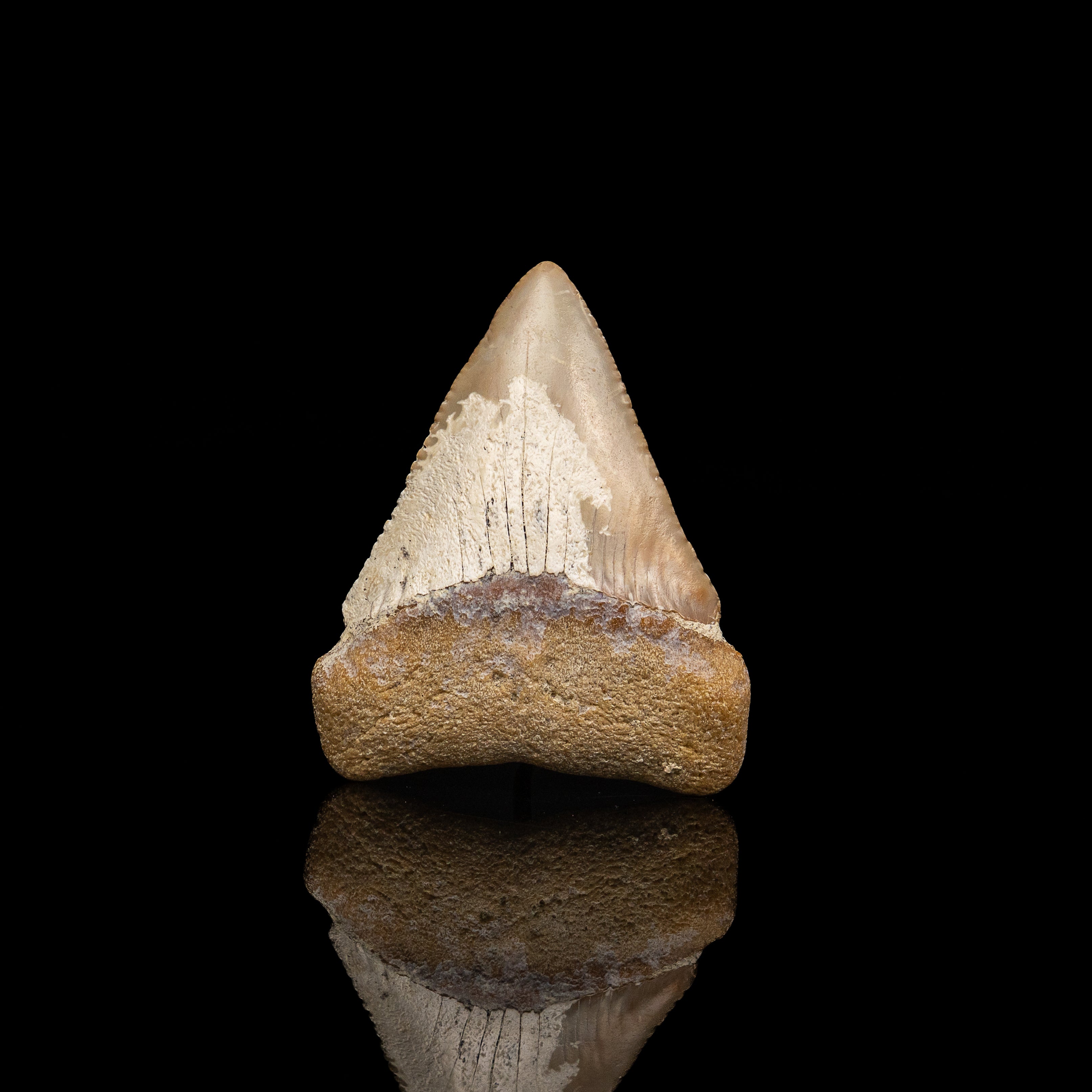 Large Fossil Great White 2.82" Baja California