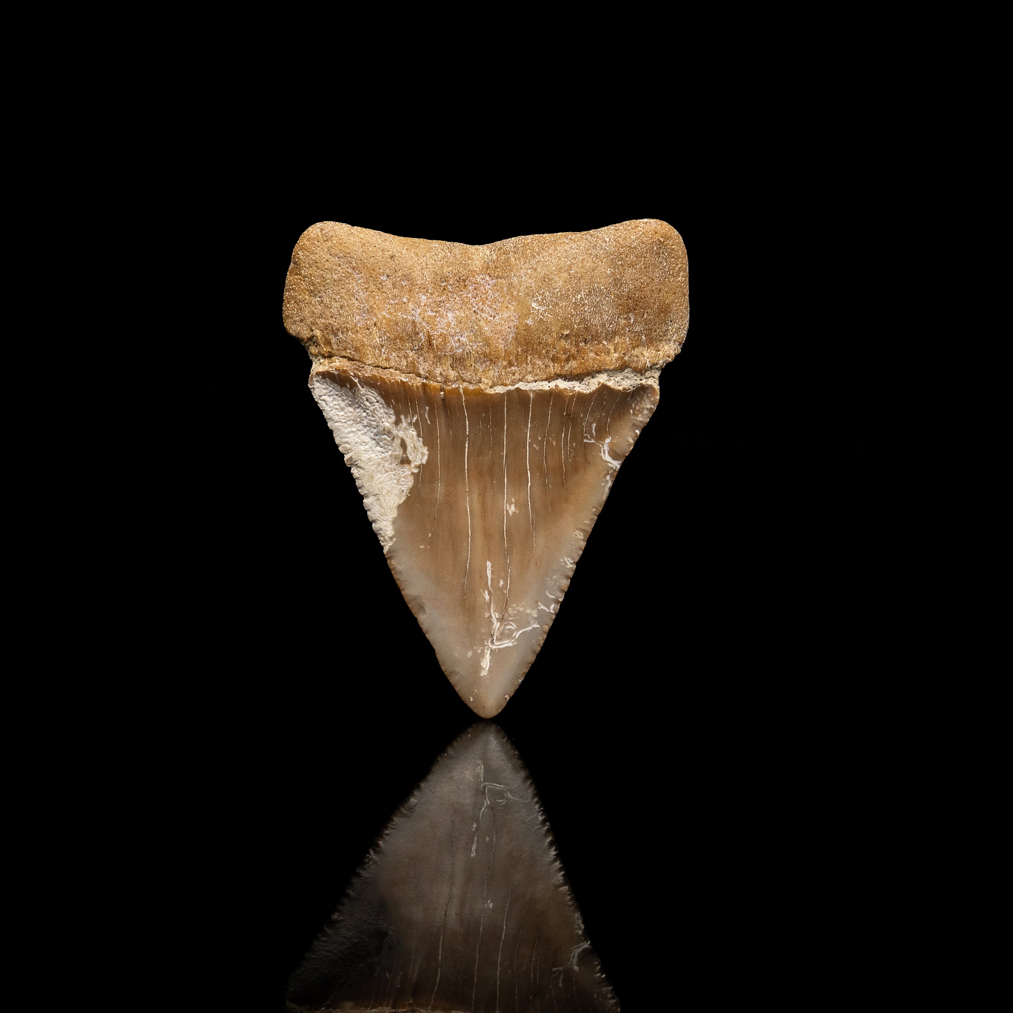 Large Fossil Great White 2.82" Baja California