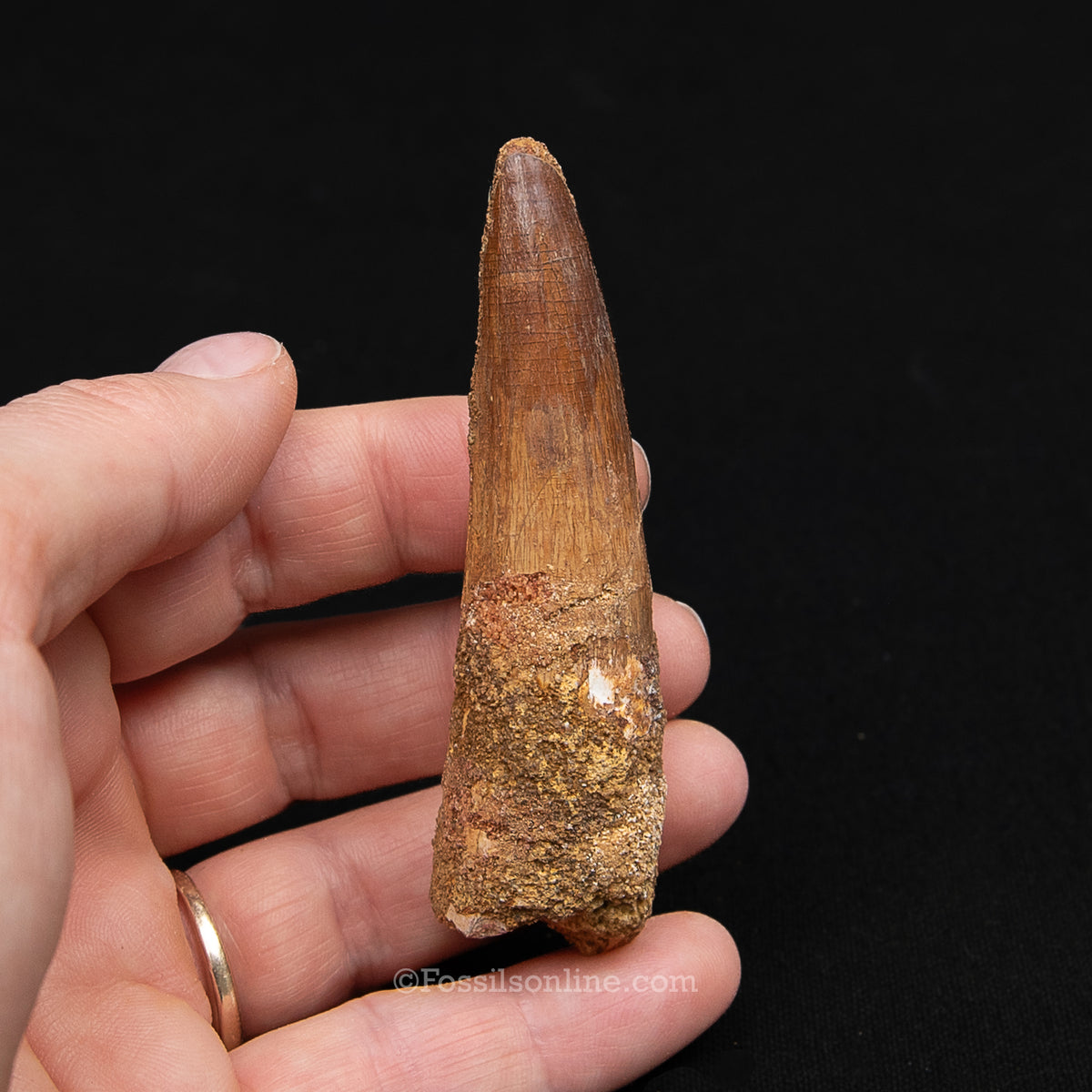 Spinosaurus Dinosaur Tooth Med Case