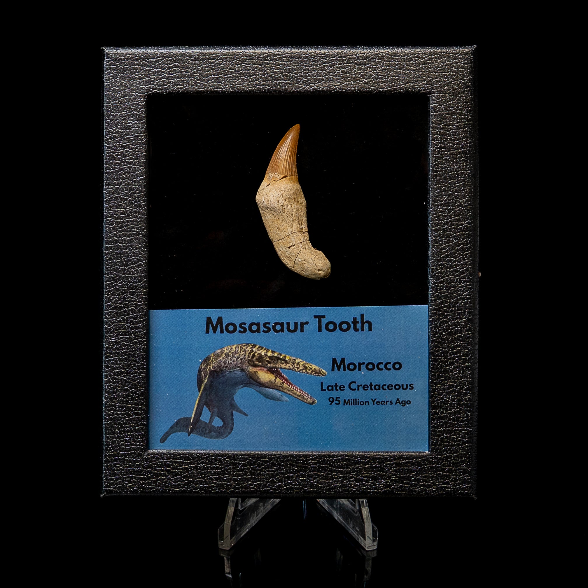 Rooted Mosasaurus Tooth