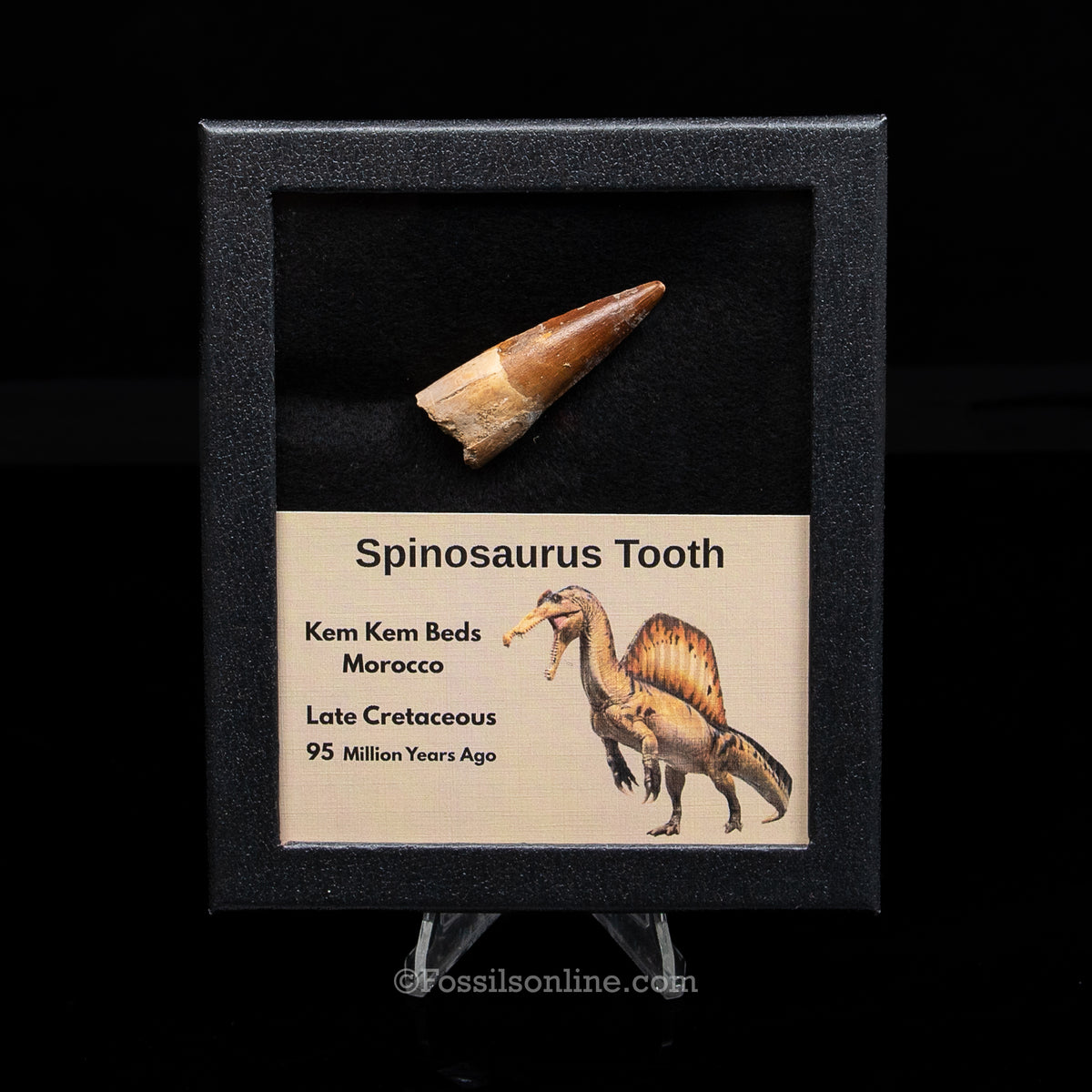 Spinosaurus Dinosaur Tooth Med Case