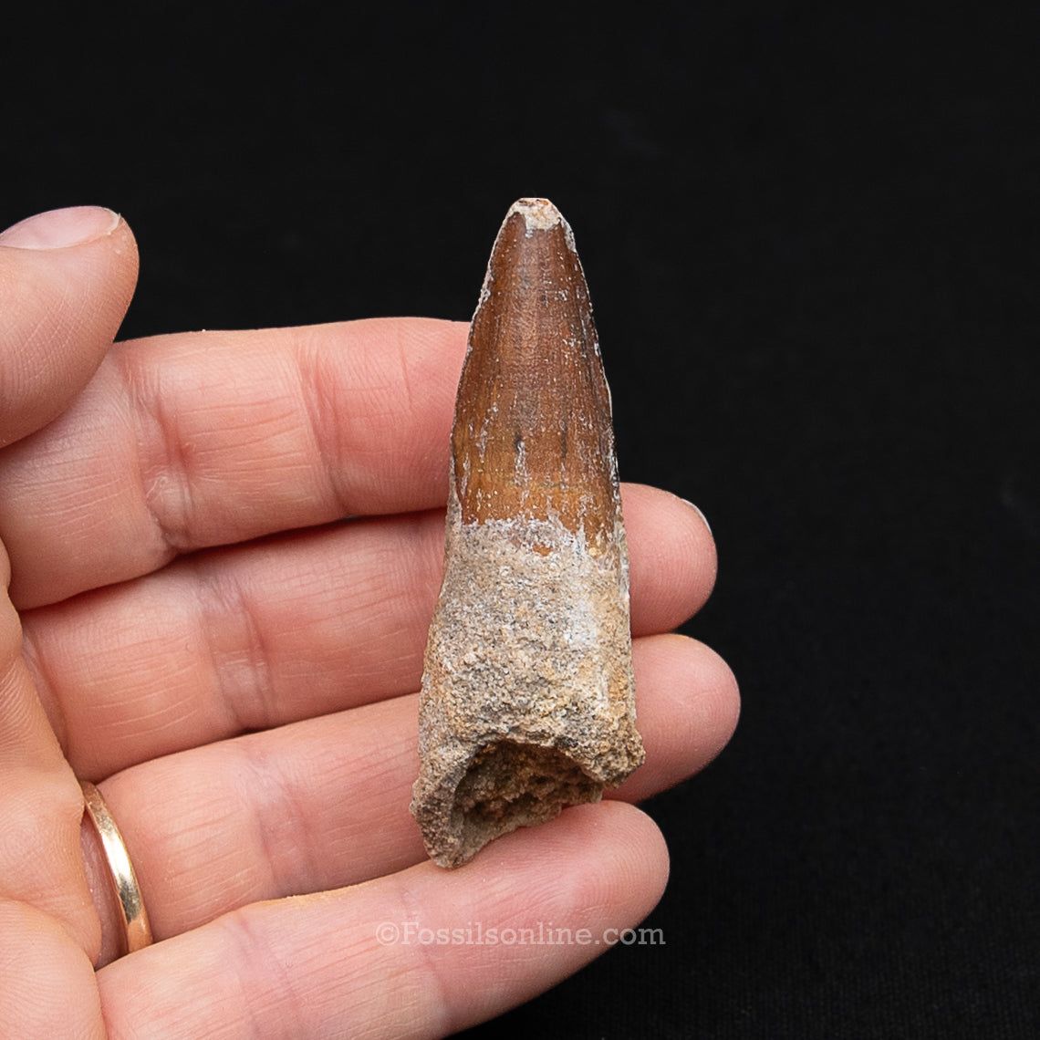 Spinosaurus Dinosaur Tooth Med Case