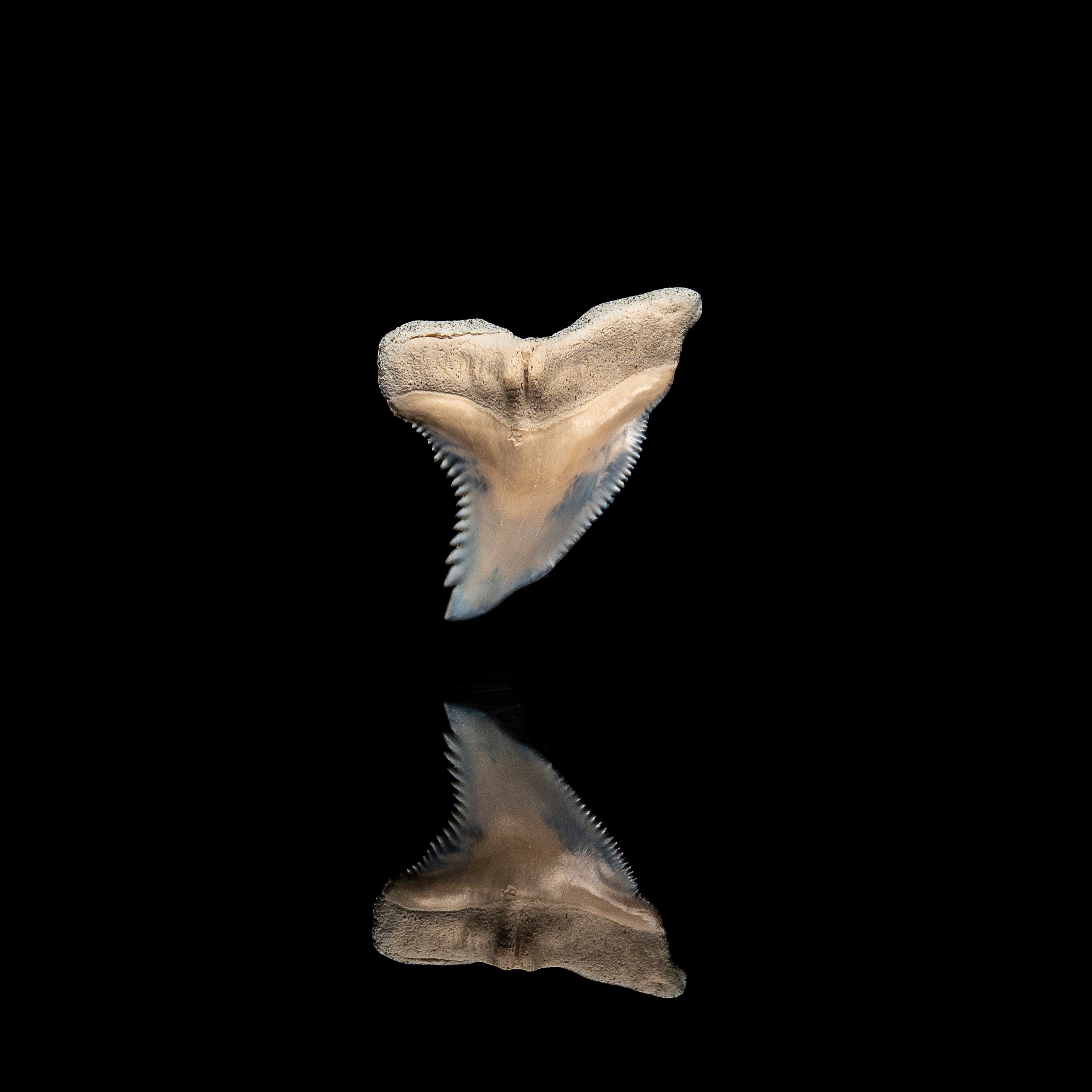 Pristine Bone Valley Hemipristis 1.58"