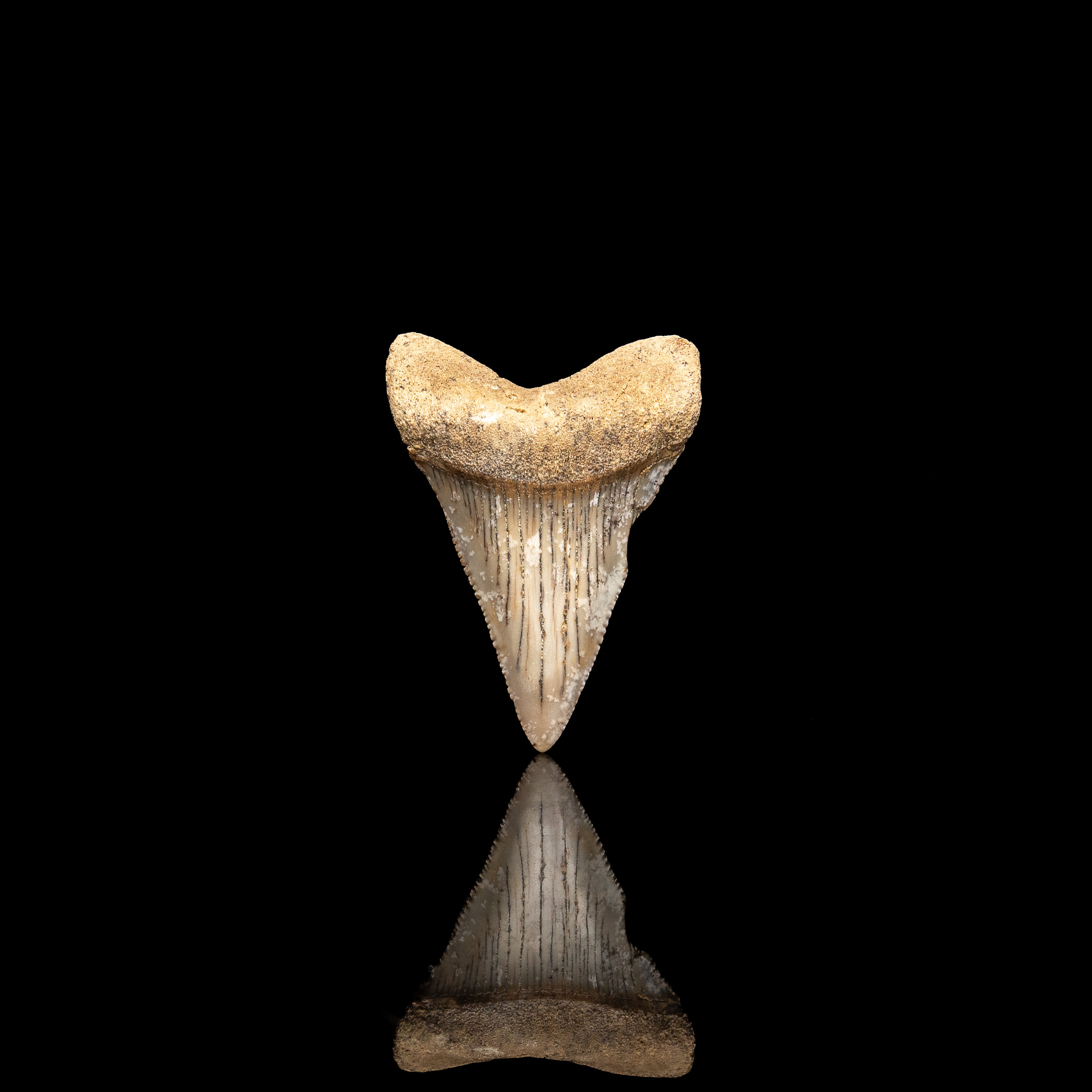 Fossil Great White 2.51" Baja California