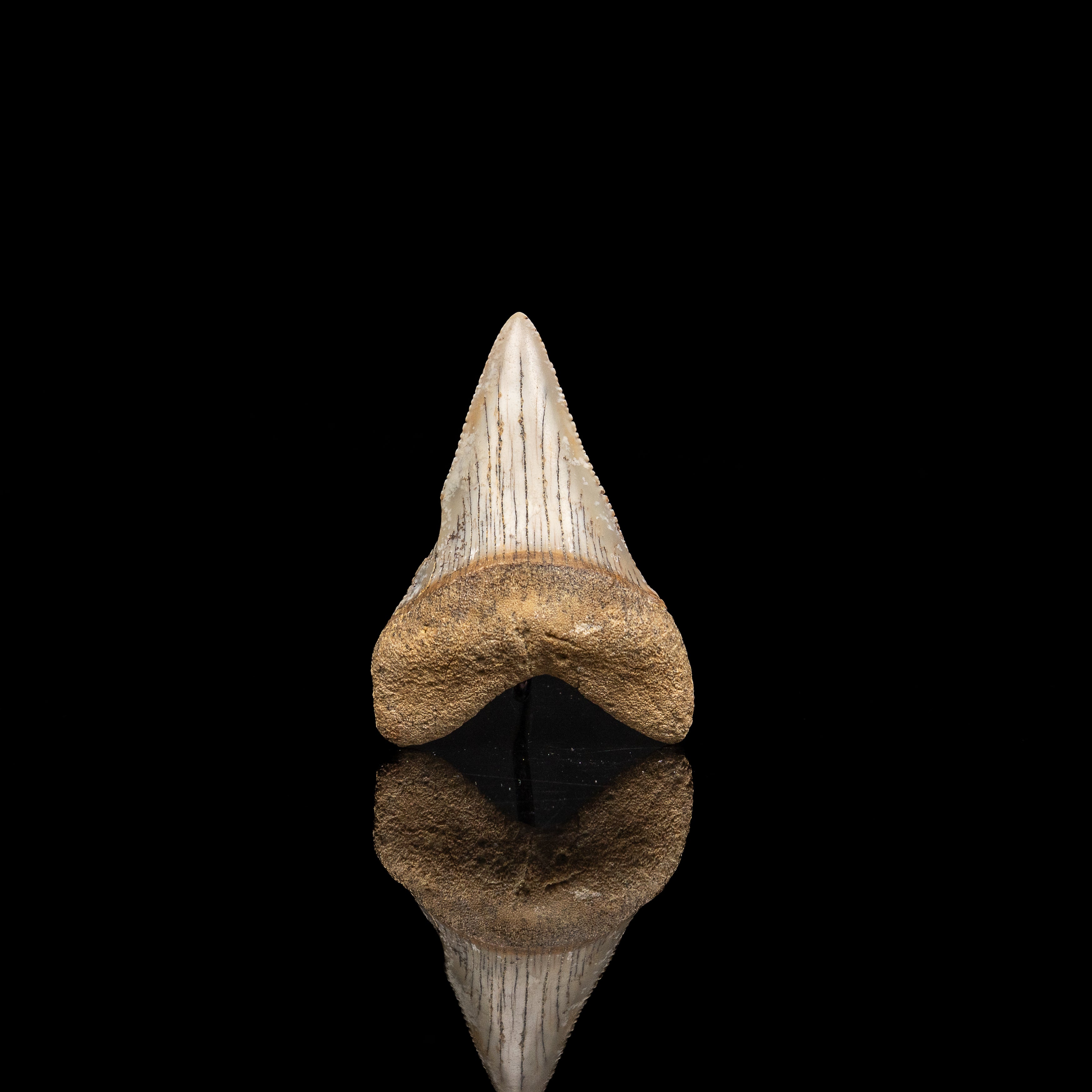 Fossil Great White 2.51" Baja California
