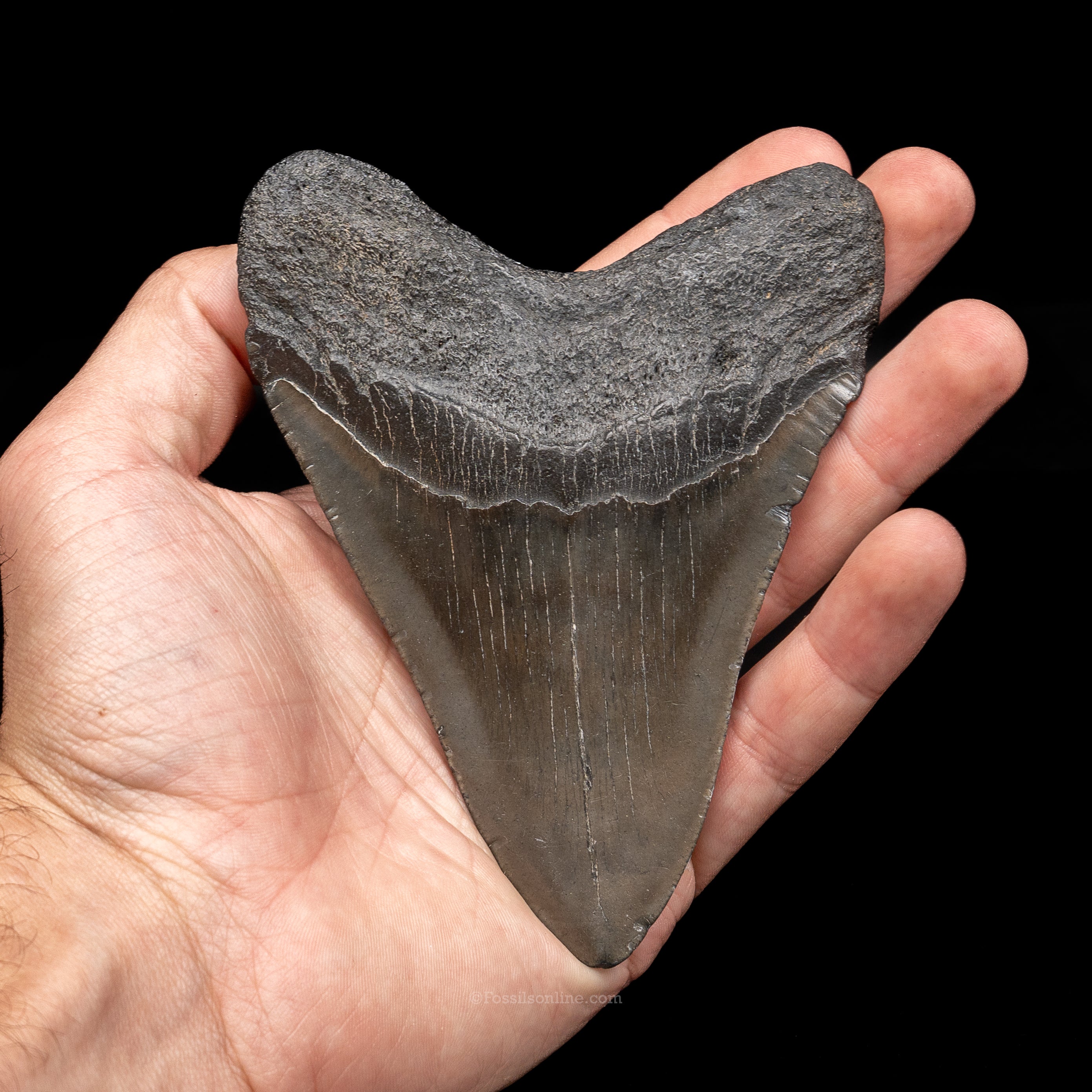 South Carolina Megalodon 4.75"