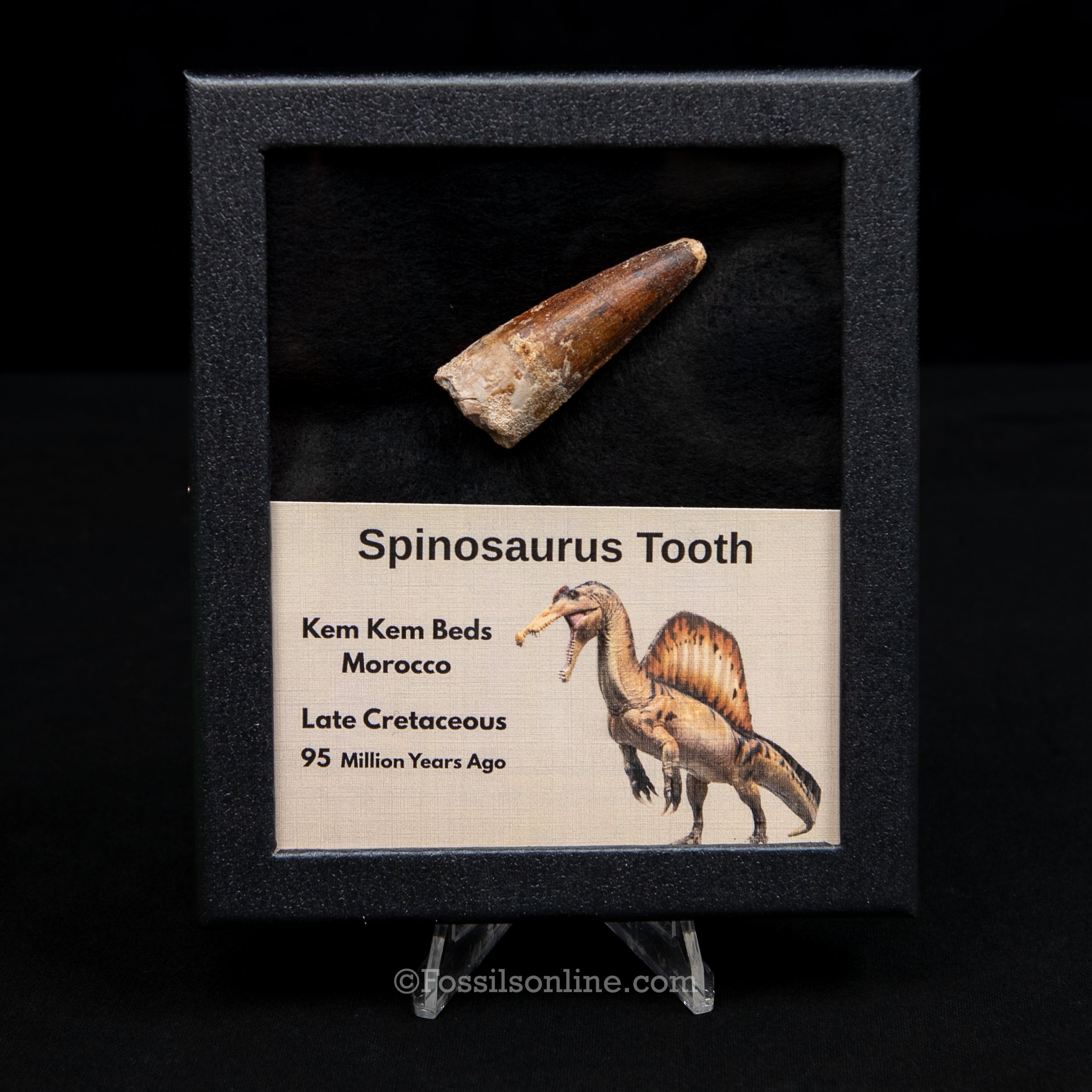 Spinosaurus Dinosaur Tooth Med Case
