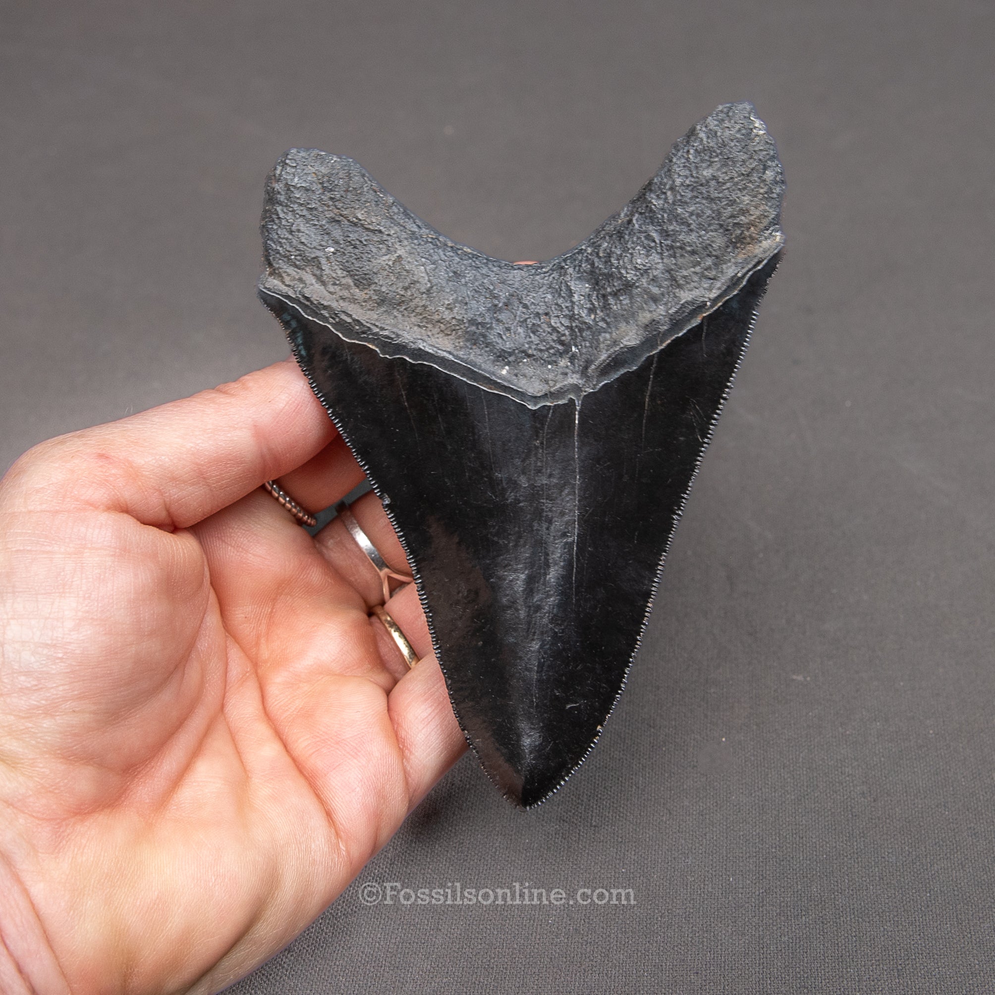 Genuine Prehistoric Fossil Tooth — Meg 4.62", GA