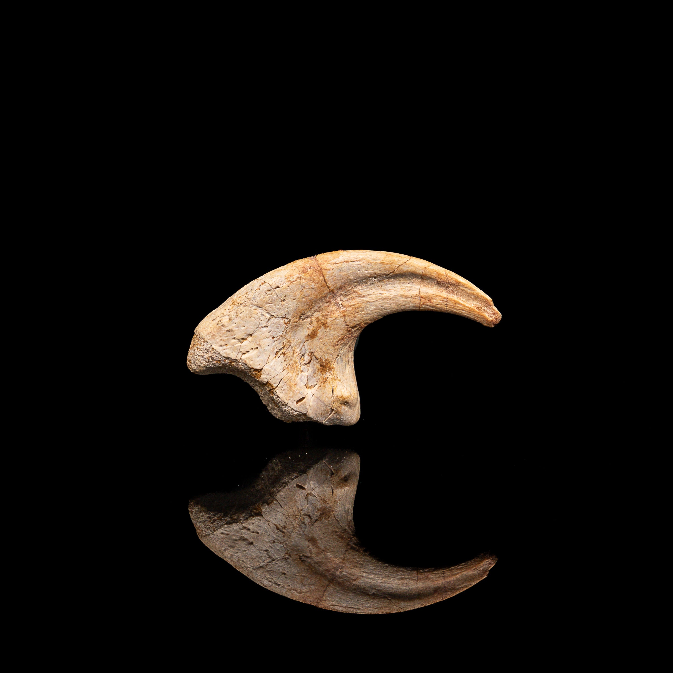 RARE Carcharodontosaurus Claw