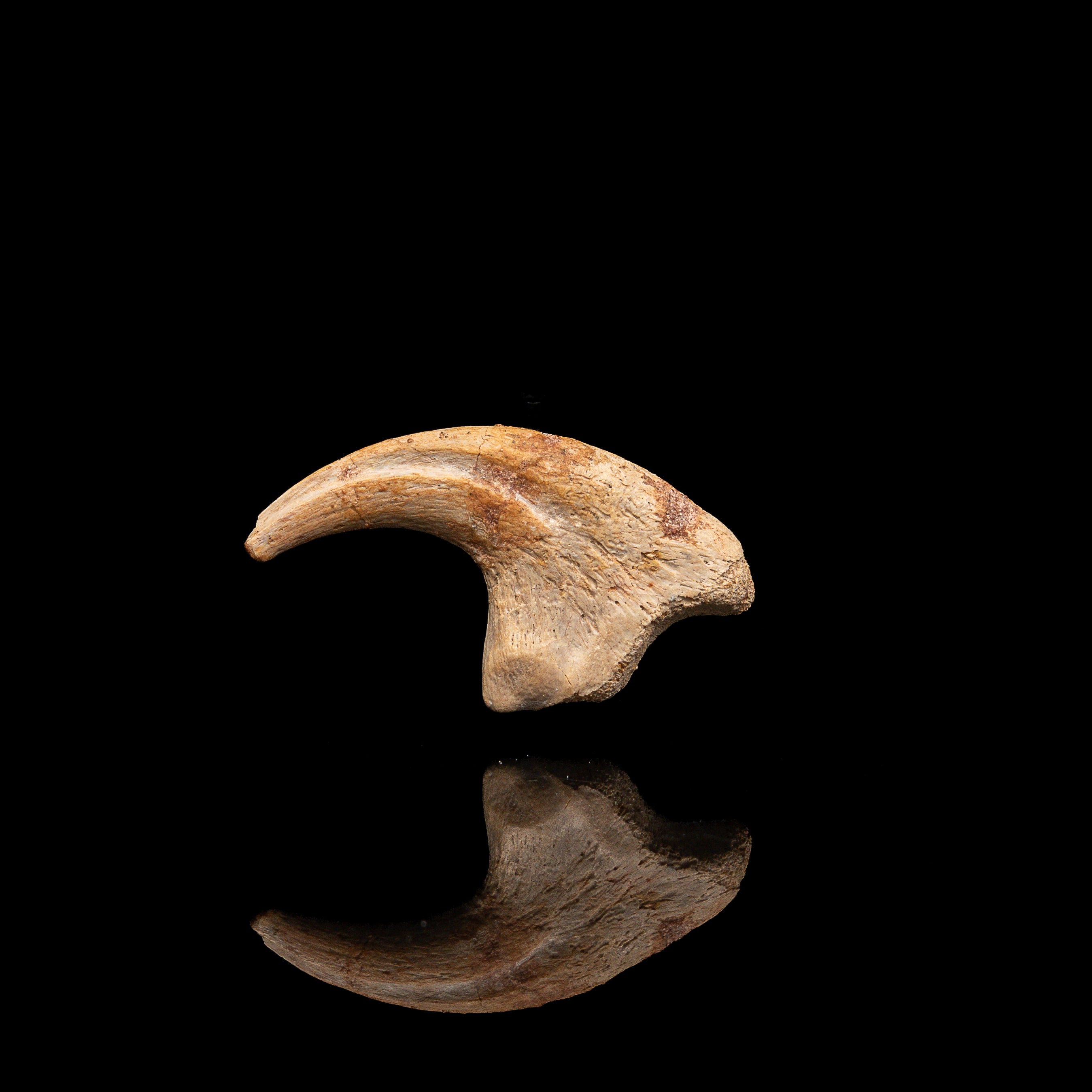 RARE Carcharodontosaurus Claw
