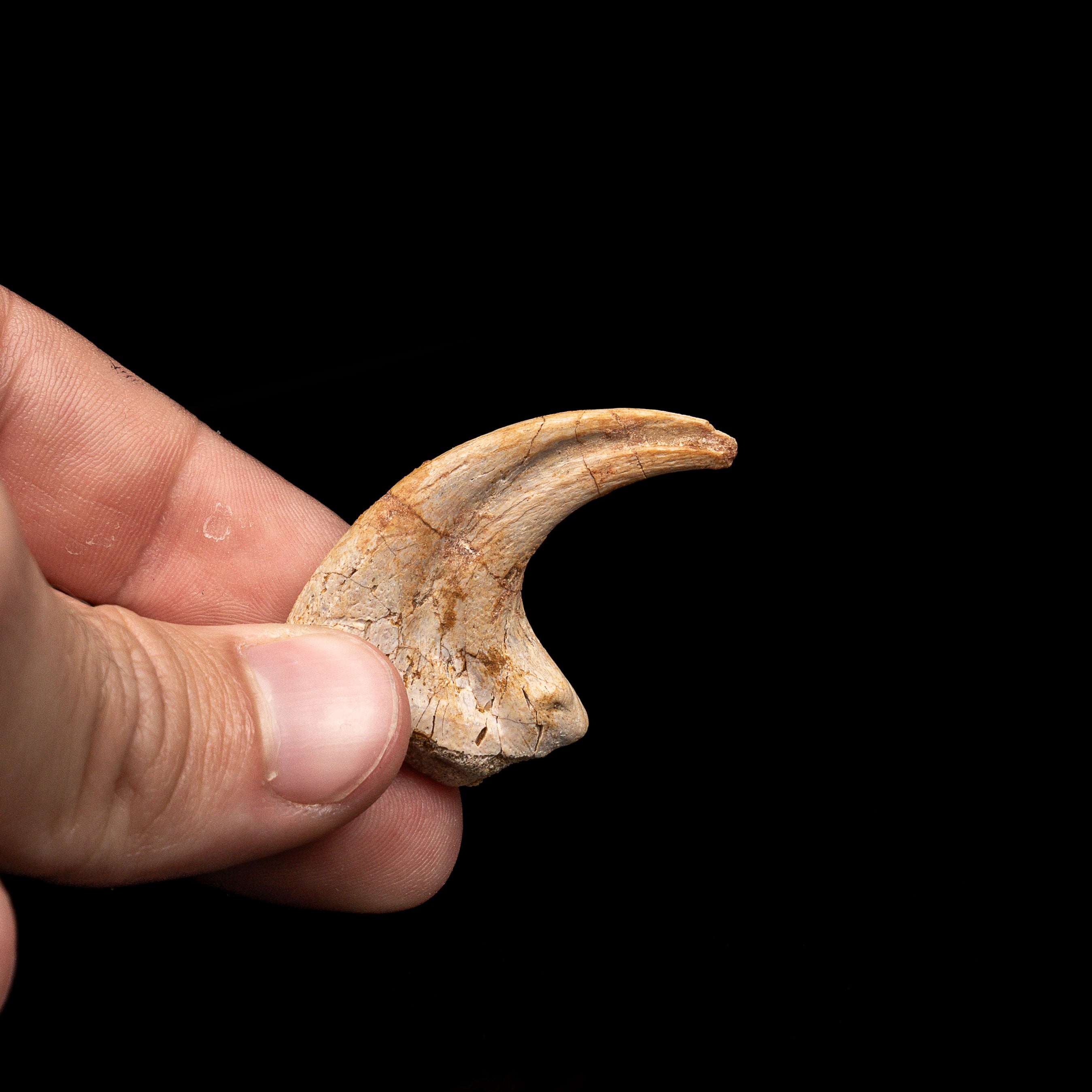 RARE Carcharodontosaurus Claw