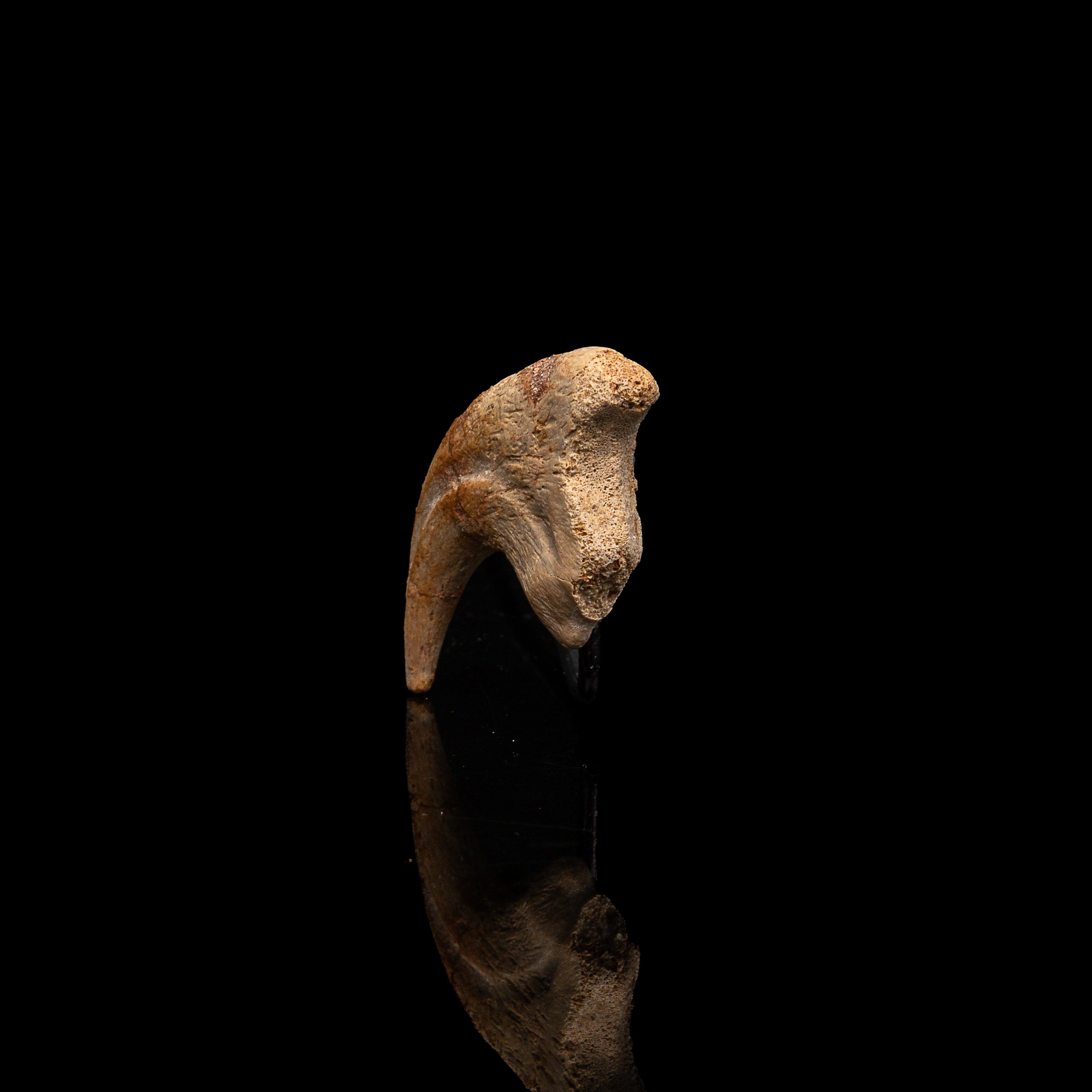 RARE Carcharodontosaurus Claw
