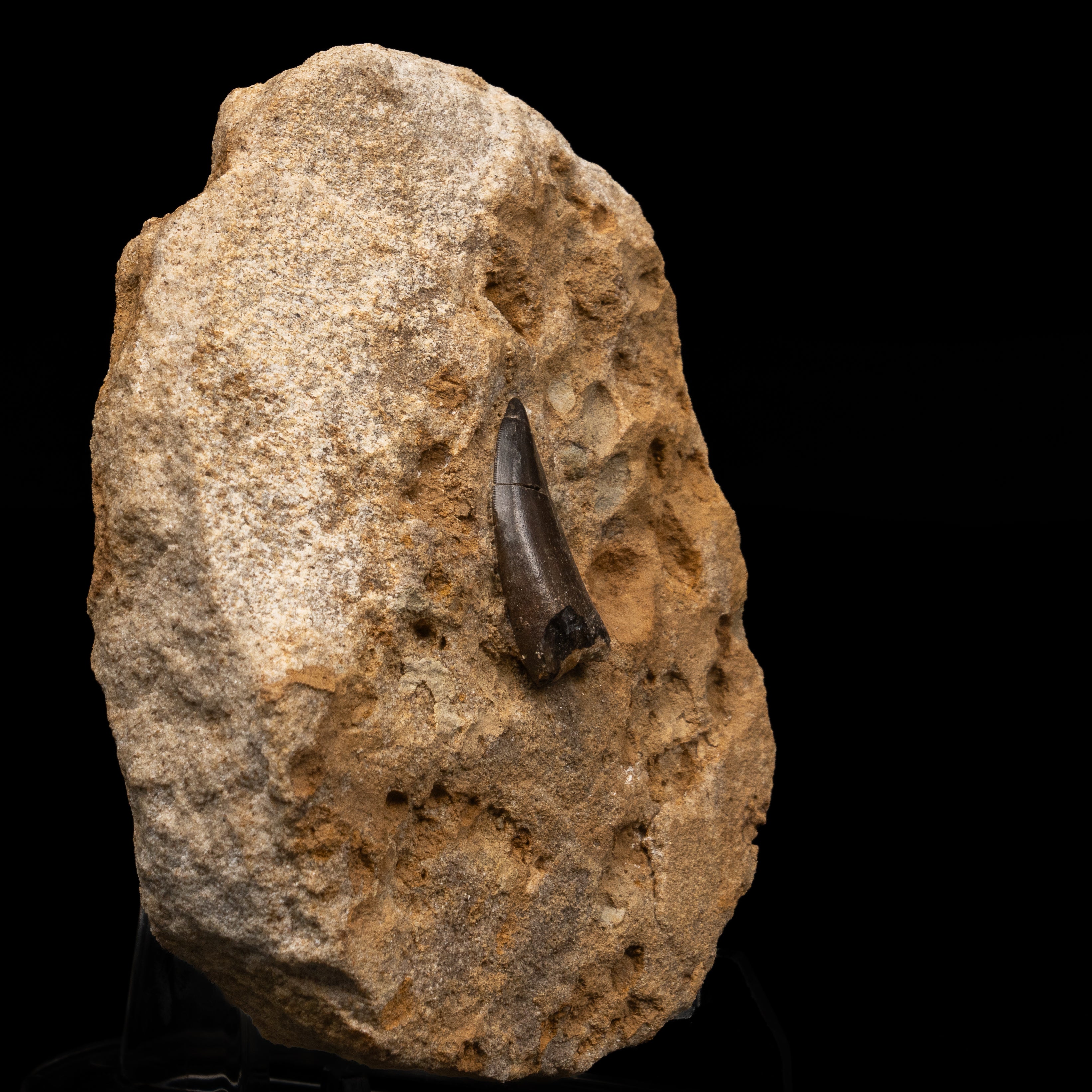 RARE Marshosaurus Tooth in matrix