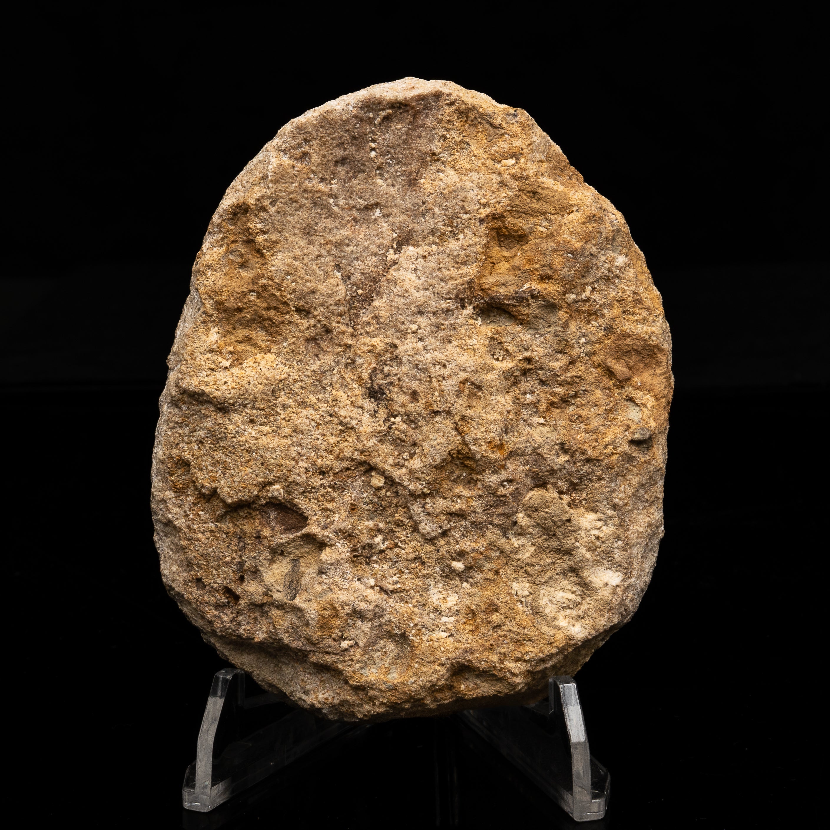 RARE Marshosaurus Tooth in matrix
