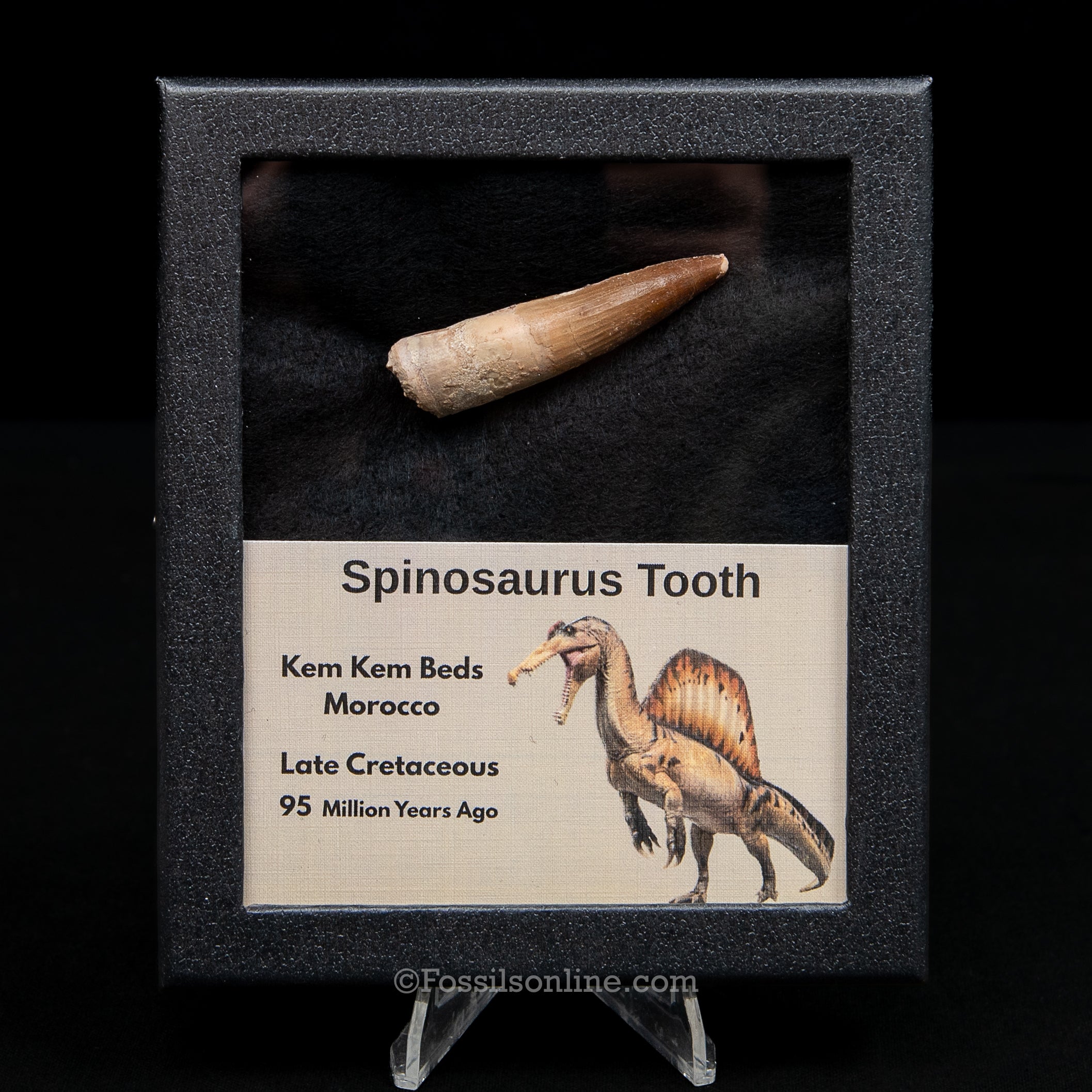 Spinosaurus Dinosaur Tooth Med Case