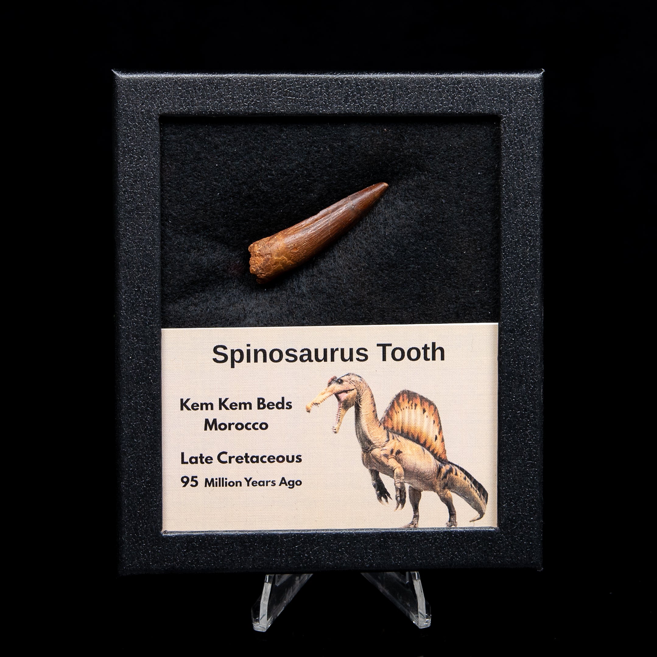 Spinosaurus Dinosaur Tooth Med Case