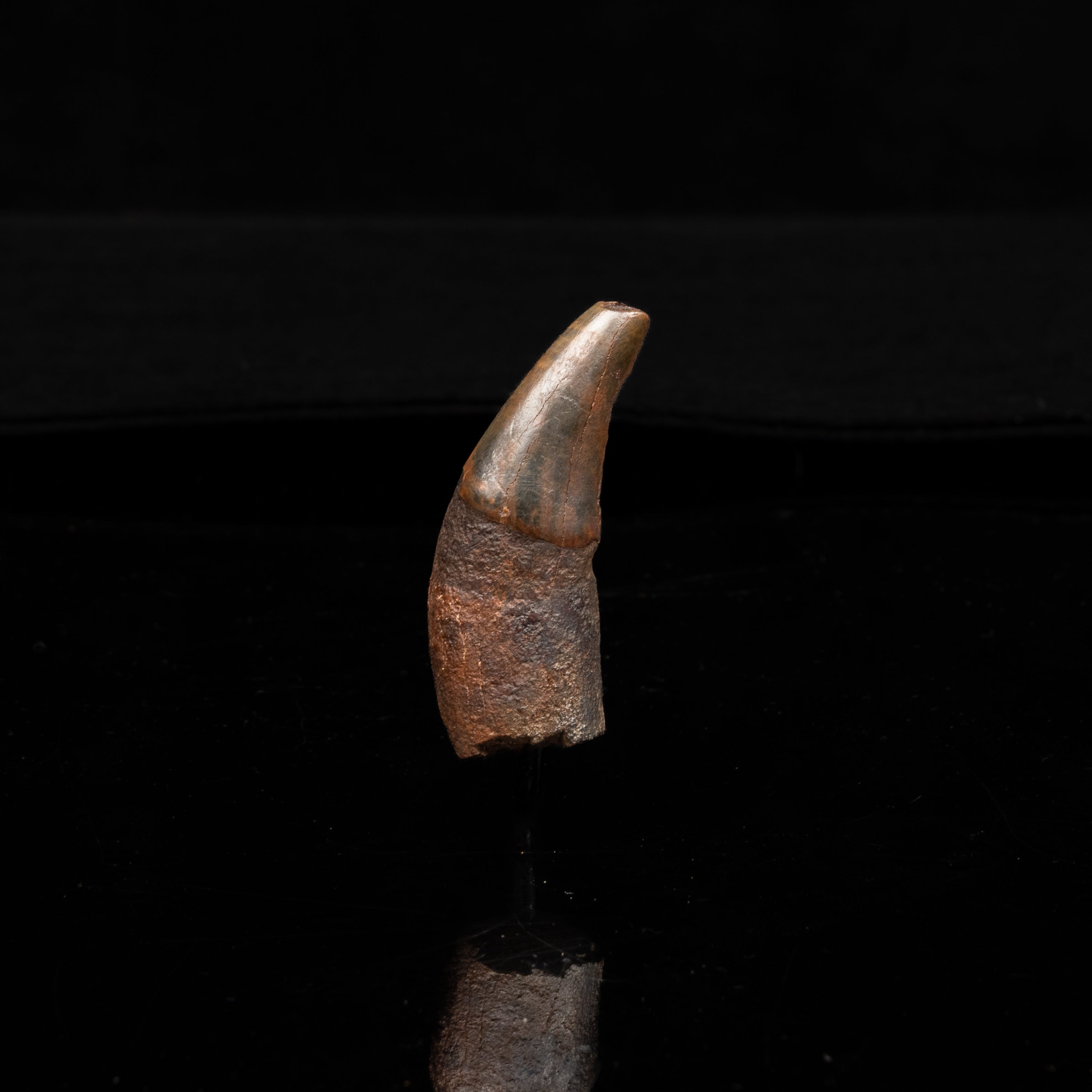 Florida Fossil Dire Wolf canine