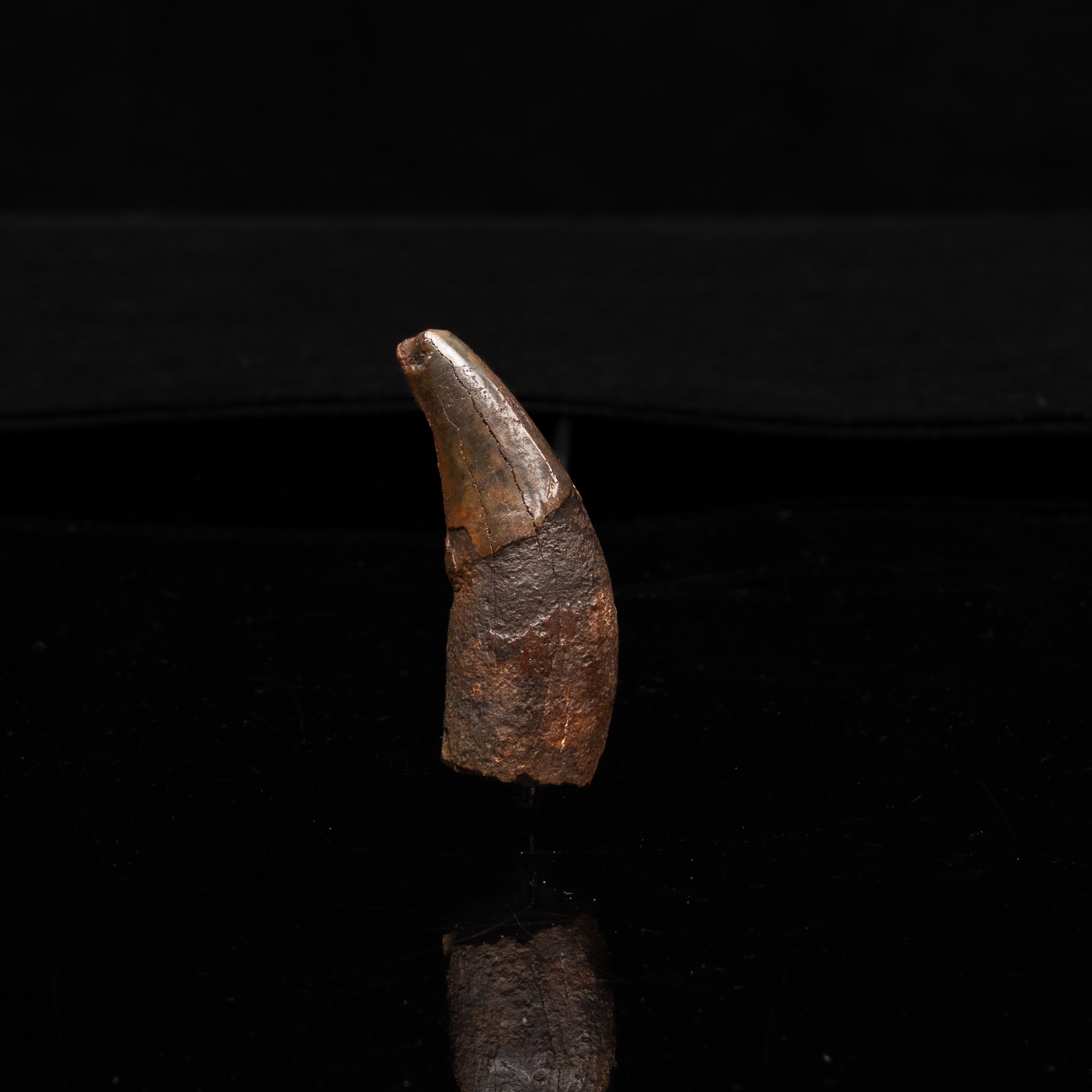 Florida Fossil Dire Wolf canine