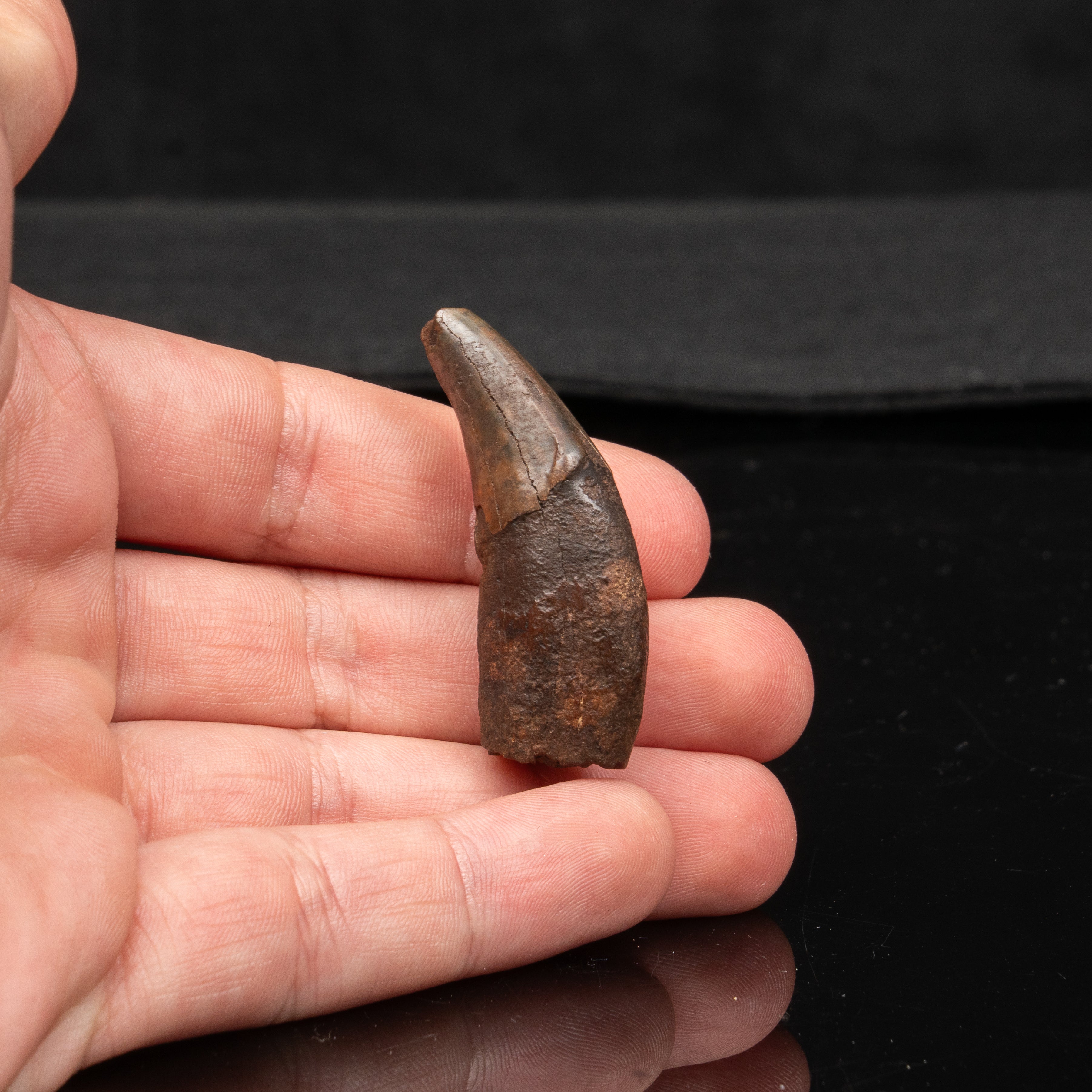 Florida Fossil Dire Wolf canine