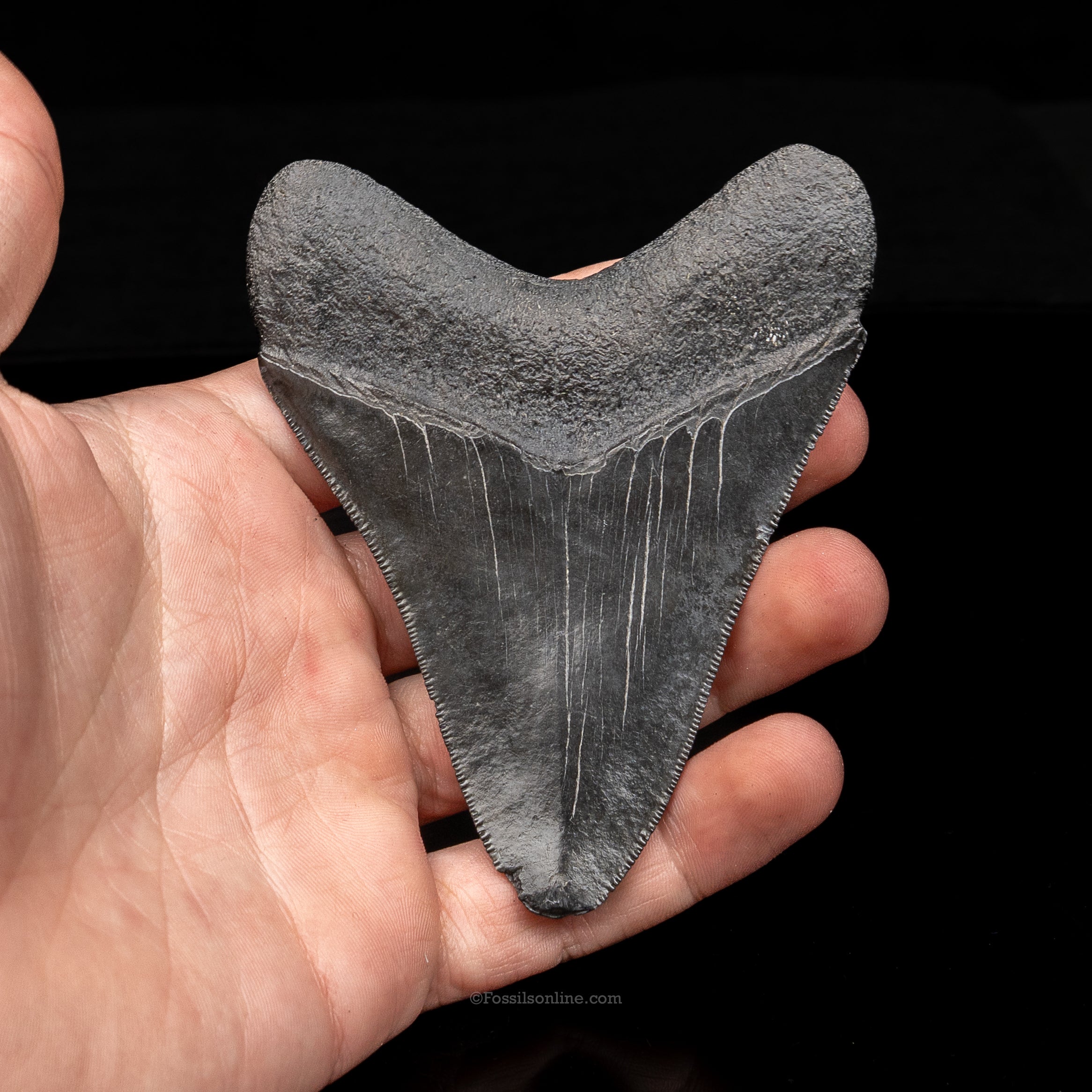 South Carolina Megalodon 3.75"