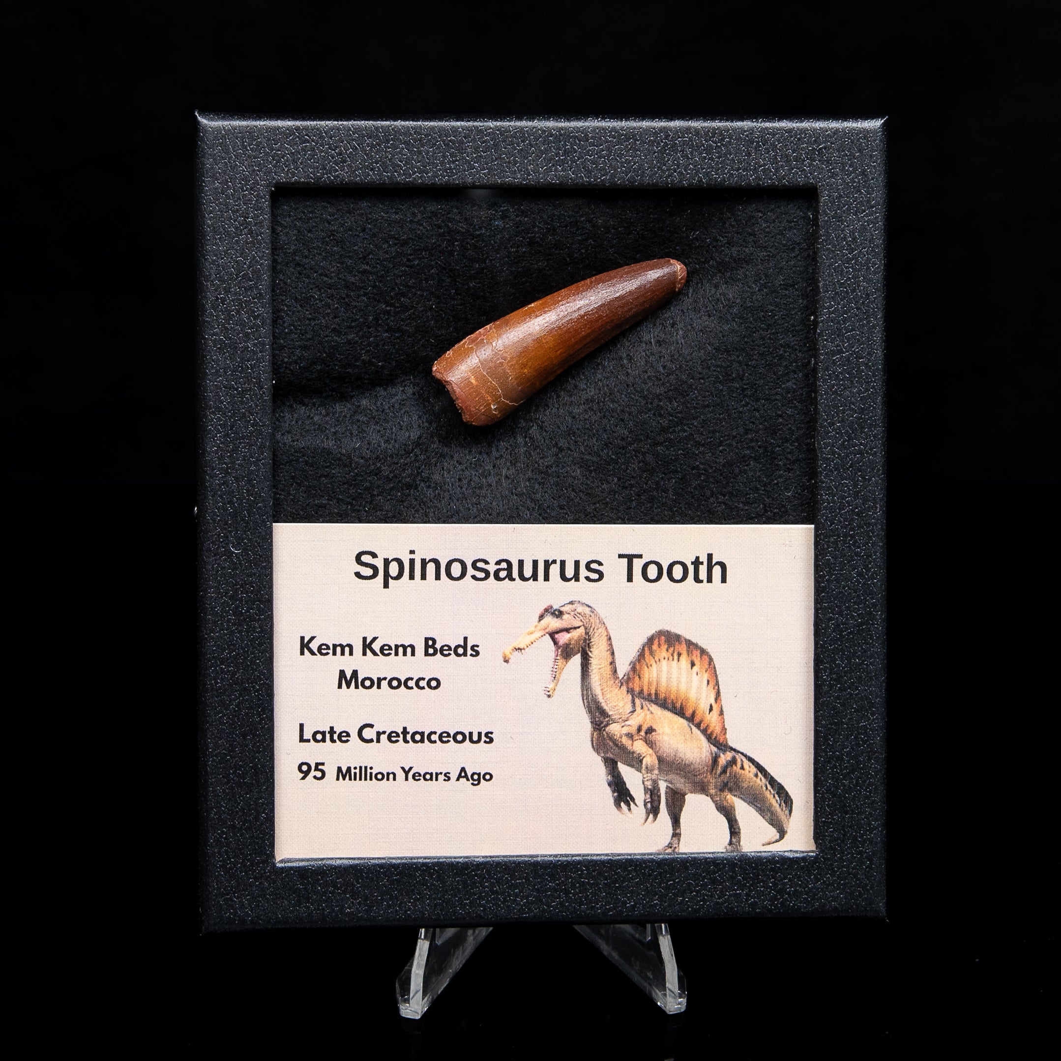 Premium Spinosaurus Dinosaur Tooth Med Case