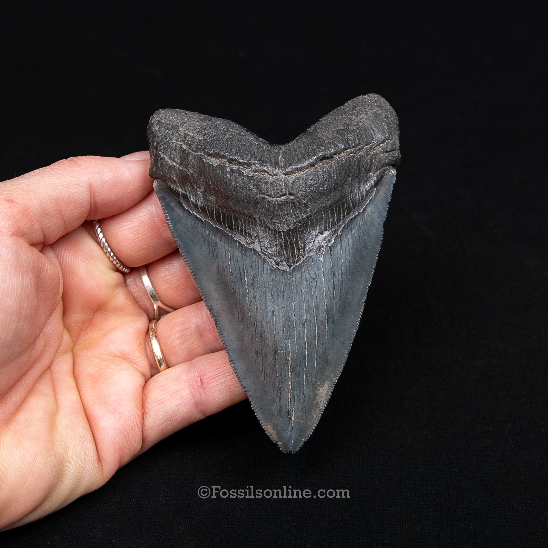 GENUINE PREHISTORIC FOSSIL TOOTH — Chub 4.17", South Carolina