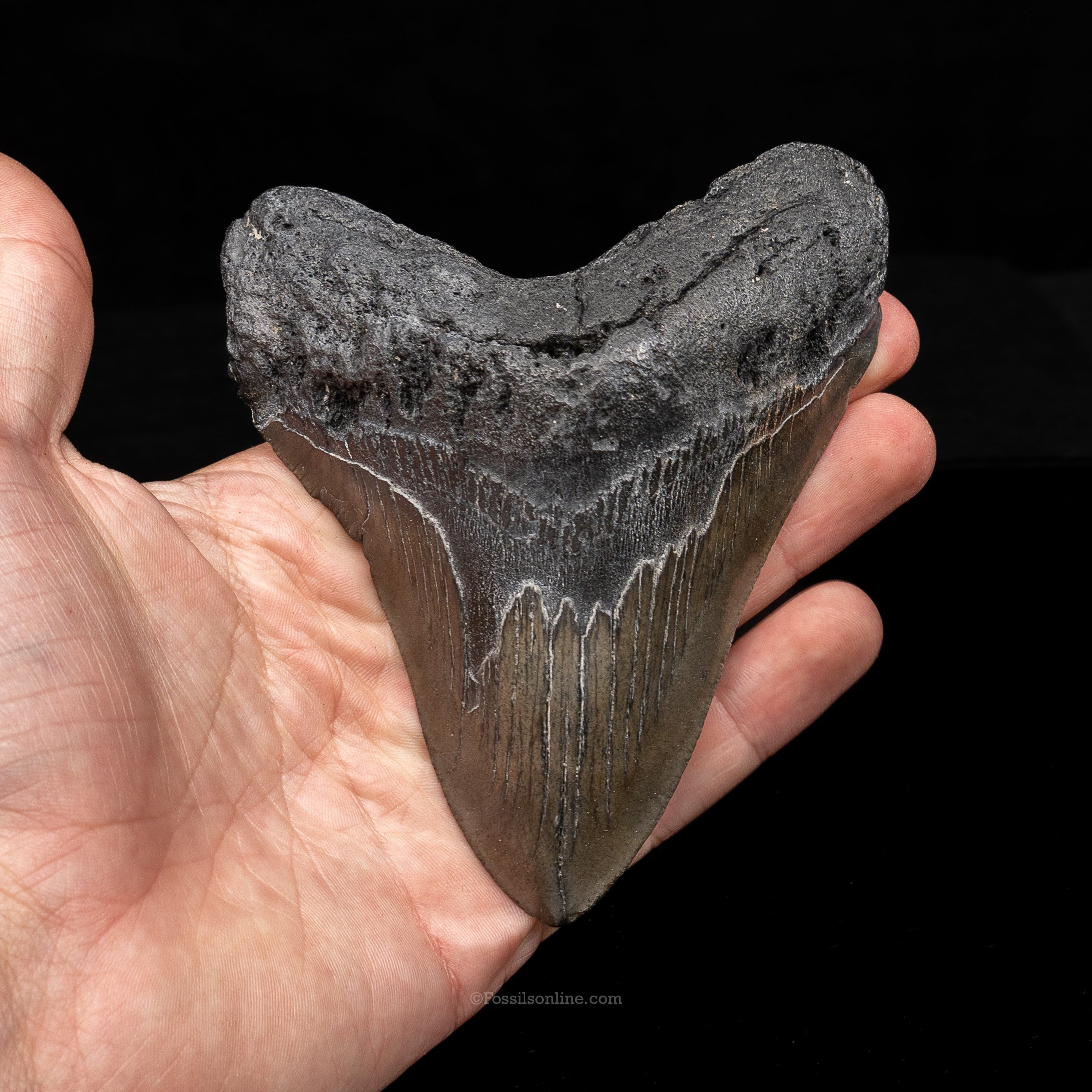 South Carolina Megalodon 4.56"