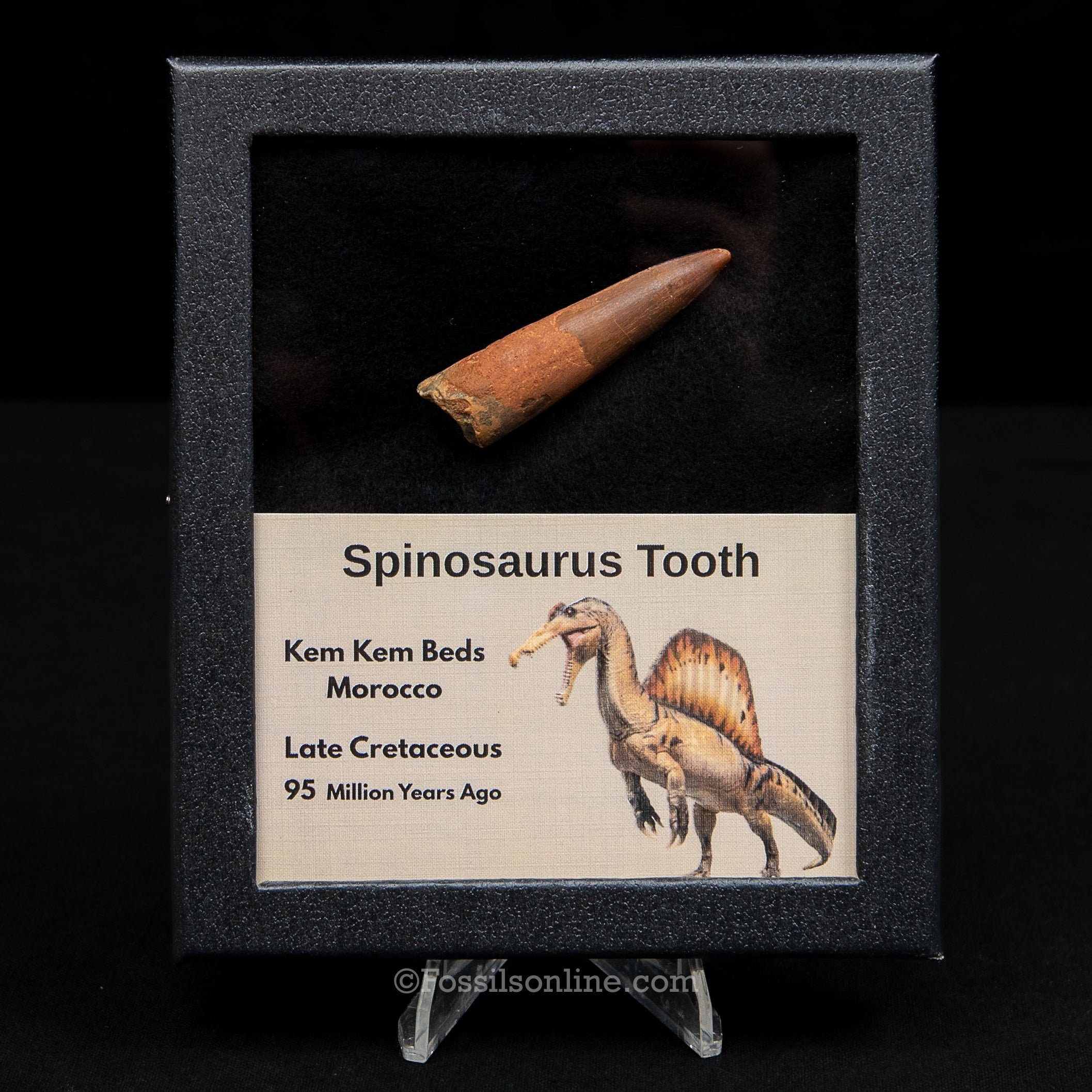 Spinosaurus Dinosaur Tooth Med Case