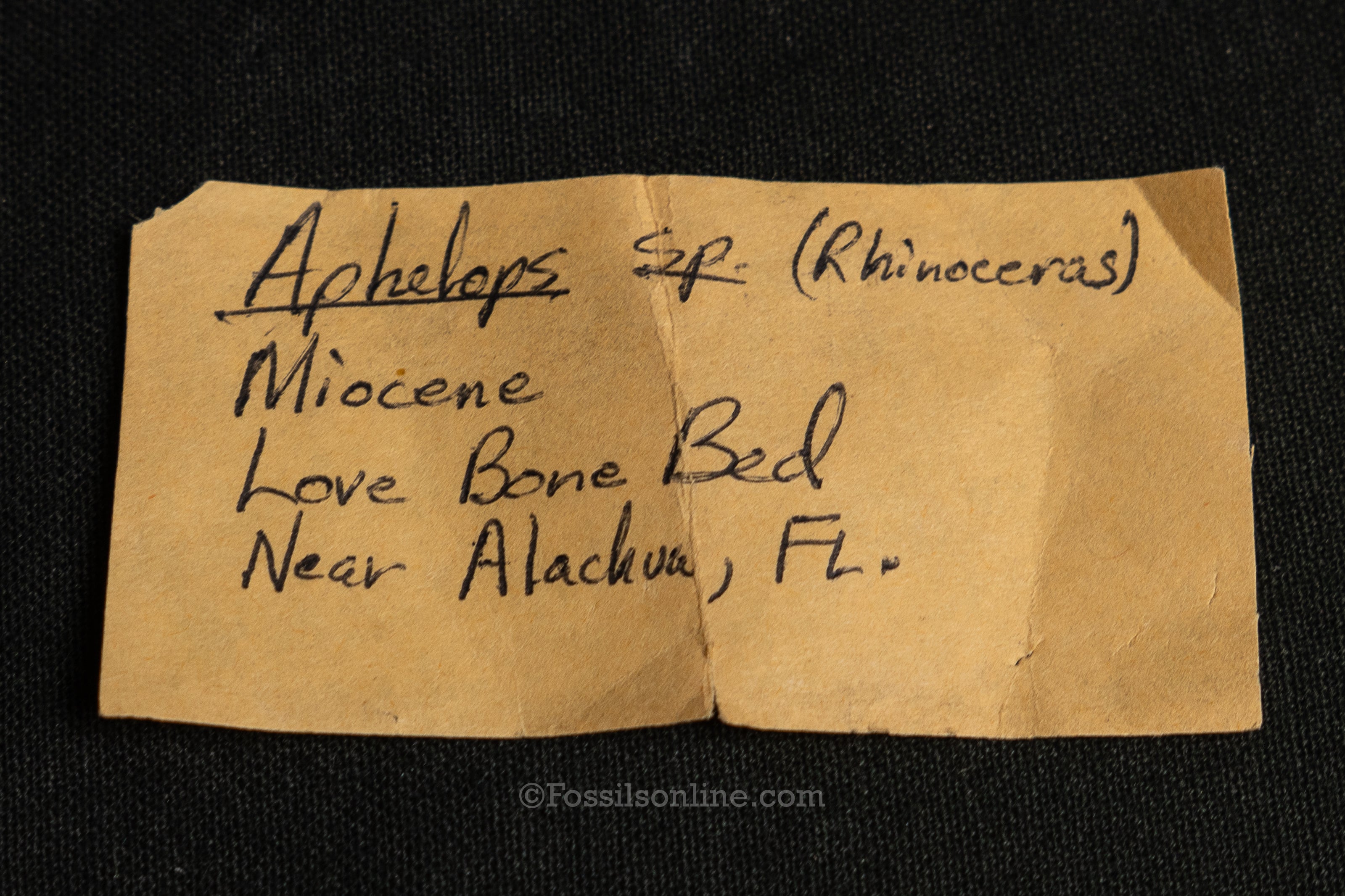 Rare Florida Fossil Rhino Tooth