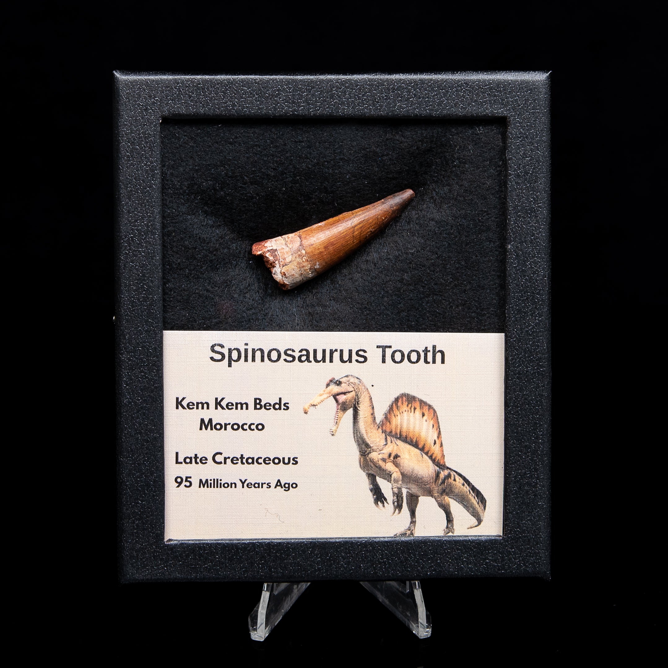 Spinosaurus Dinosaur Tooth Med Case