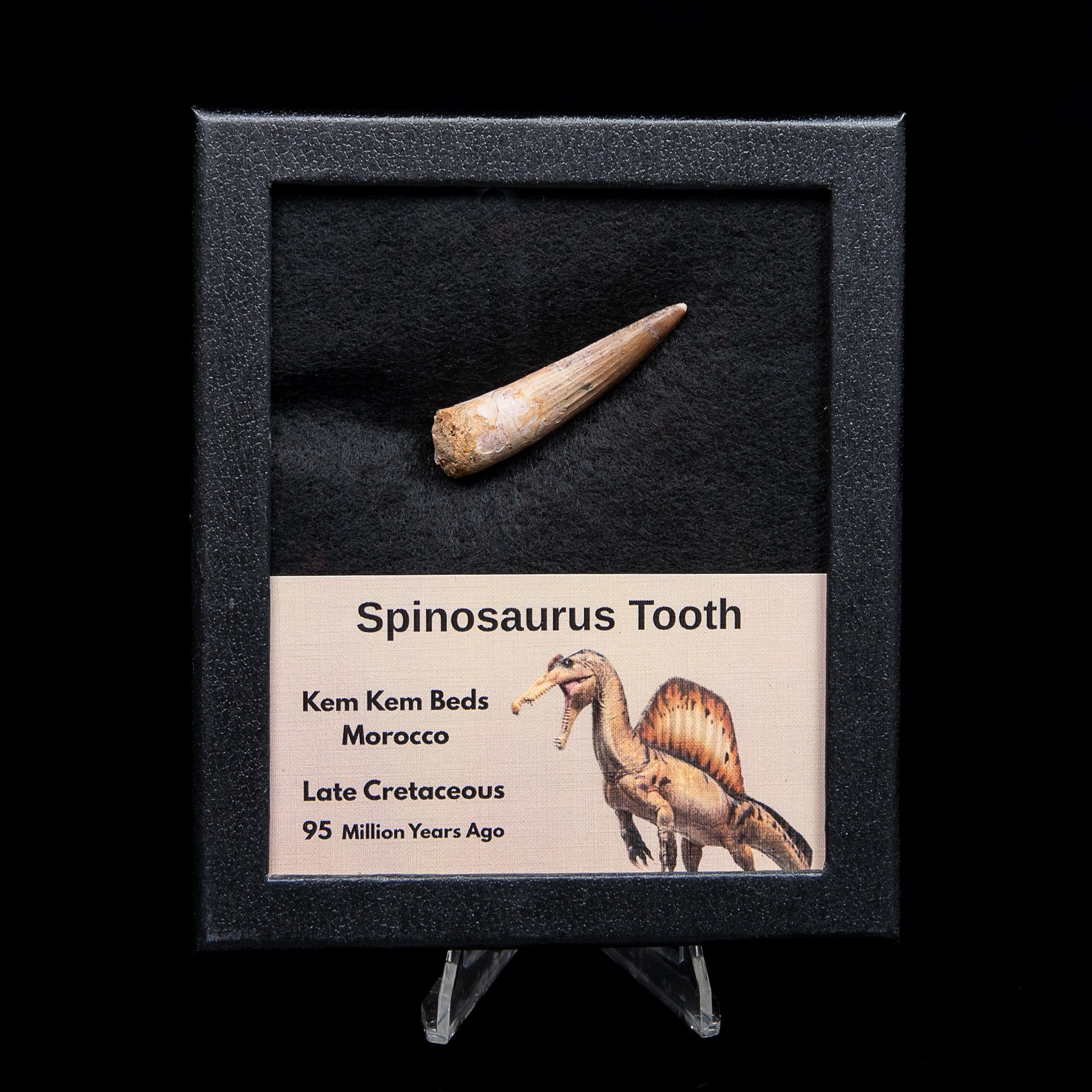 Spinosaurus Dinosaur Tooth Med Case