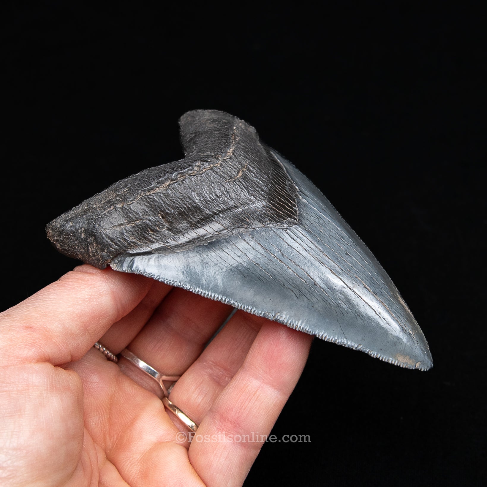 GENUINE PREHISTORIC FOSSIL TOOTH — Chub 4.17", South Carolina