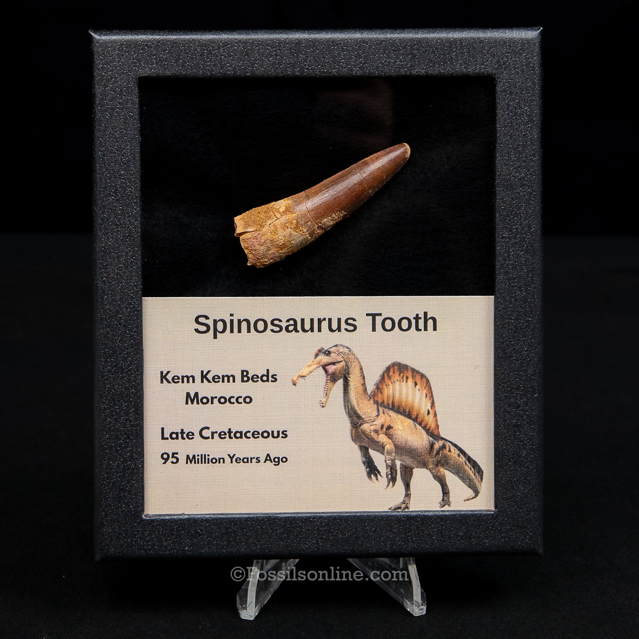 Spinosaurus Dinosaur Tooth Med Case