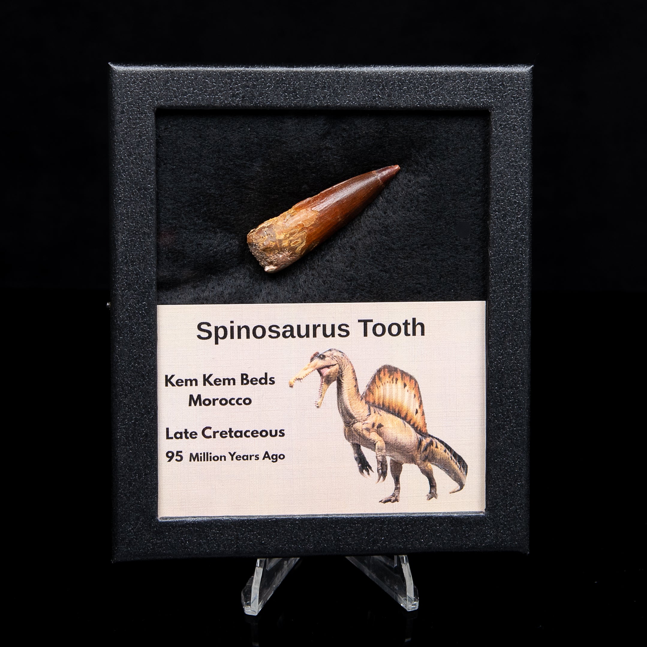Spinosaurus Dinosaur Tooth Med Case
