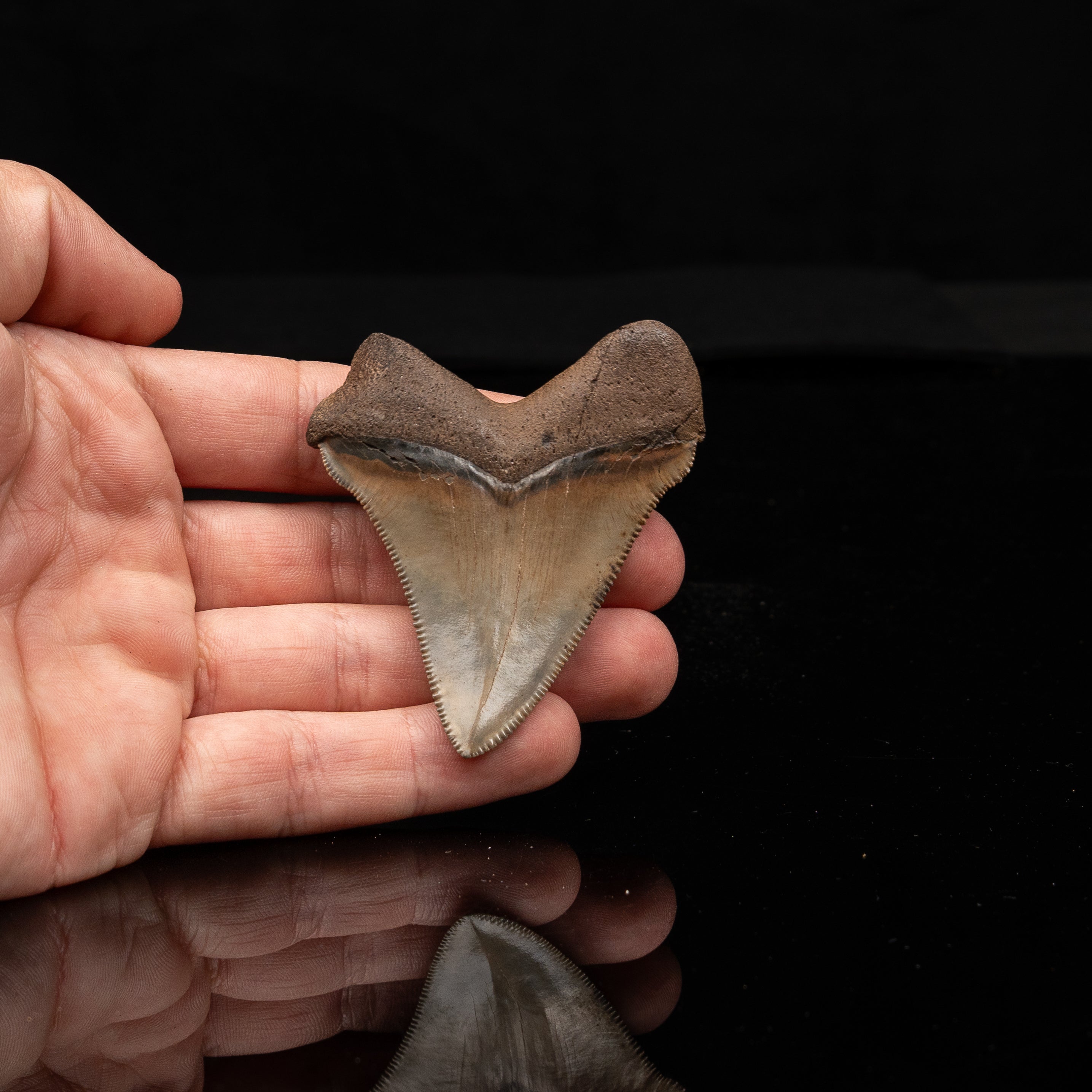 Fine Peace River Chubutensis 2.71"