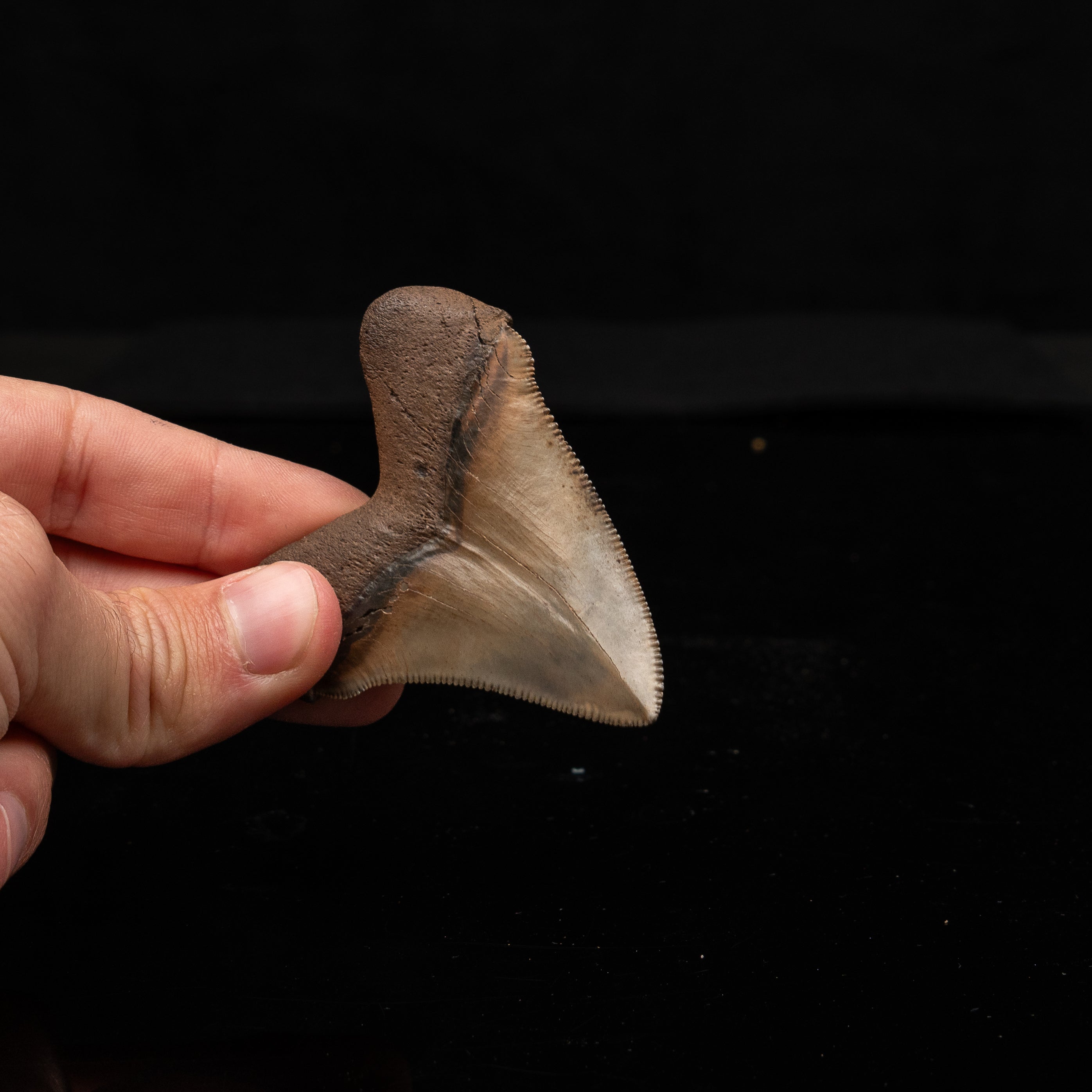 Fine Peace River Chubutensis 2.71"