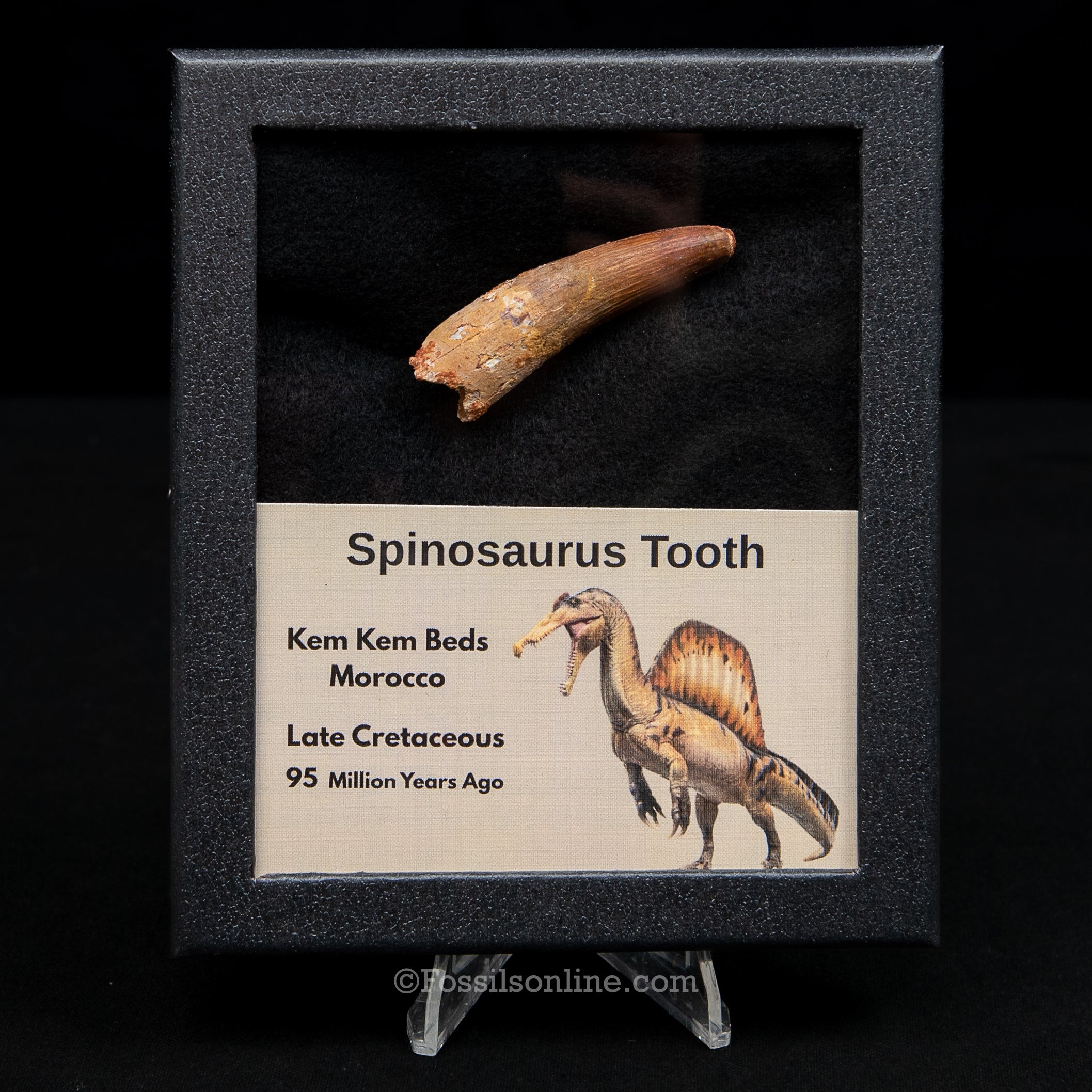 Spinosaurus Dinosaur Tooth Med Case