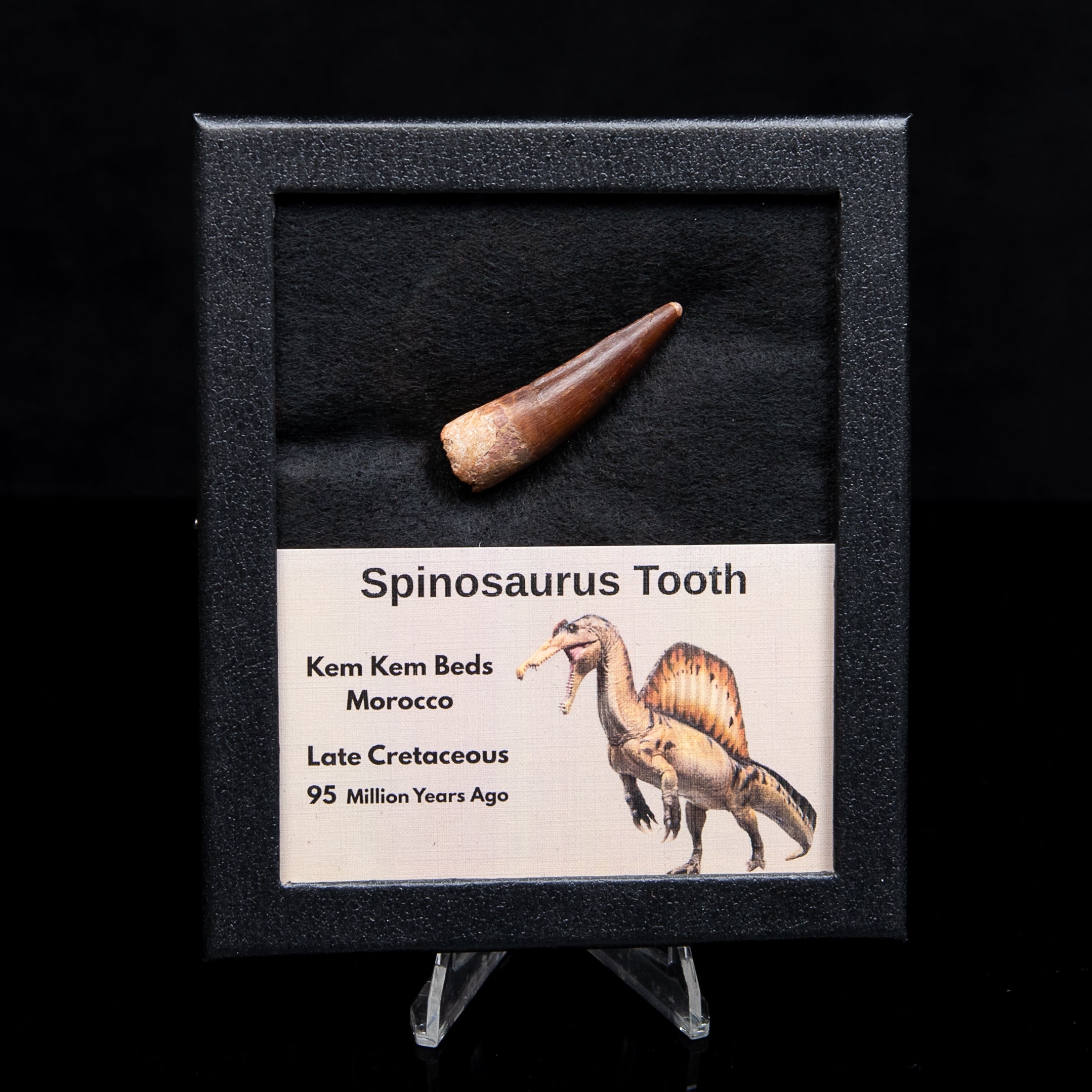 Spinosaurus Dinosaur Tooth Med Case