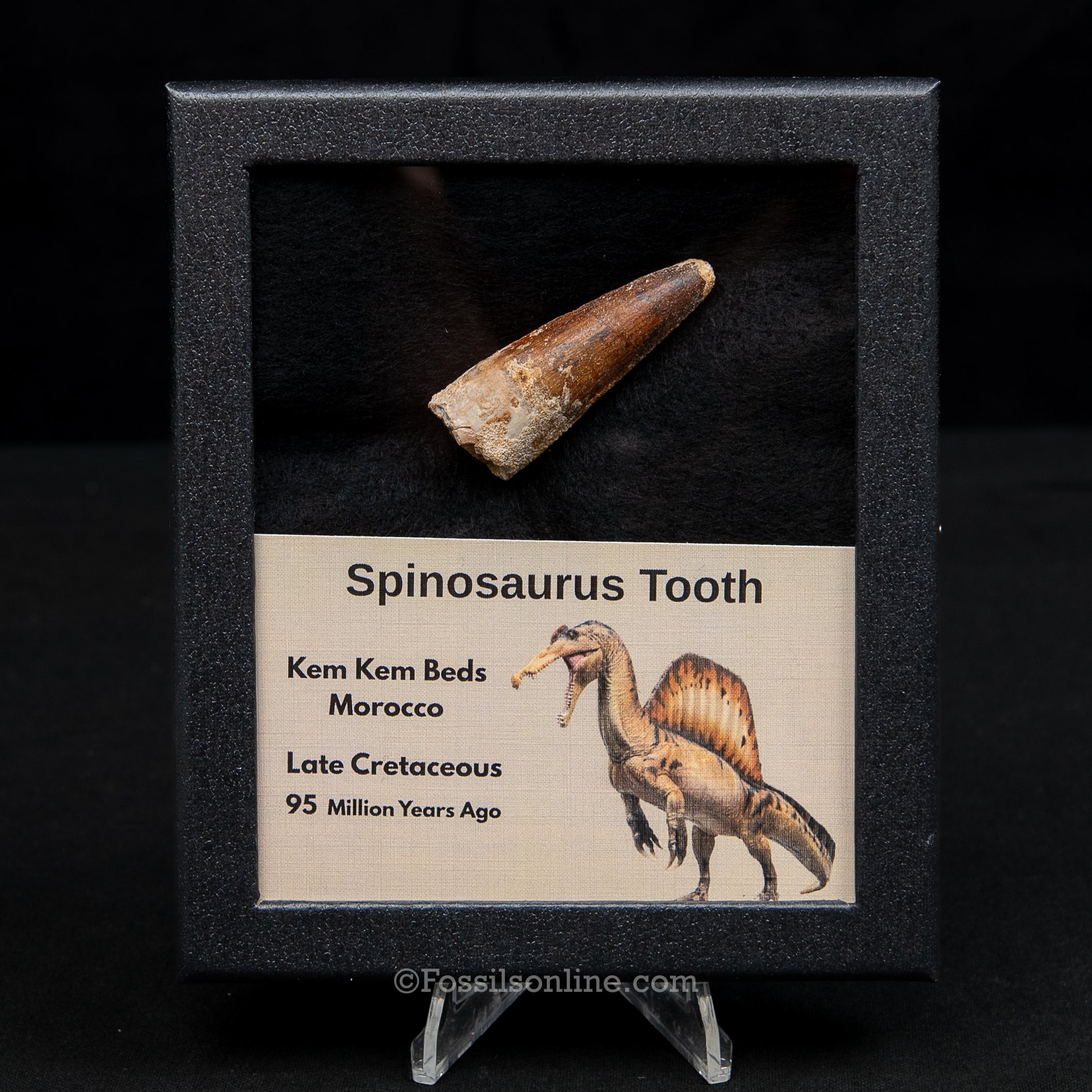 Spinosaurus Dinosaur Tooth Med Case