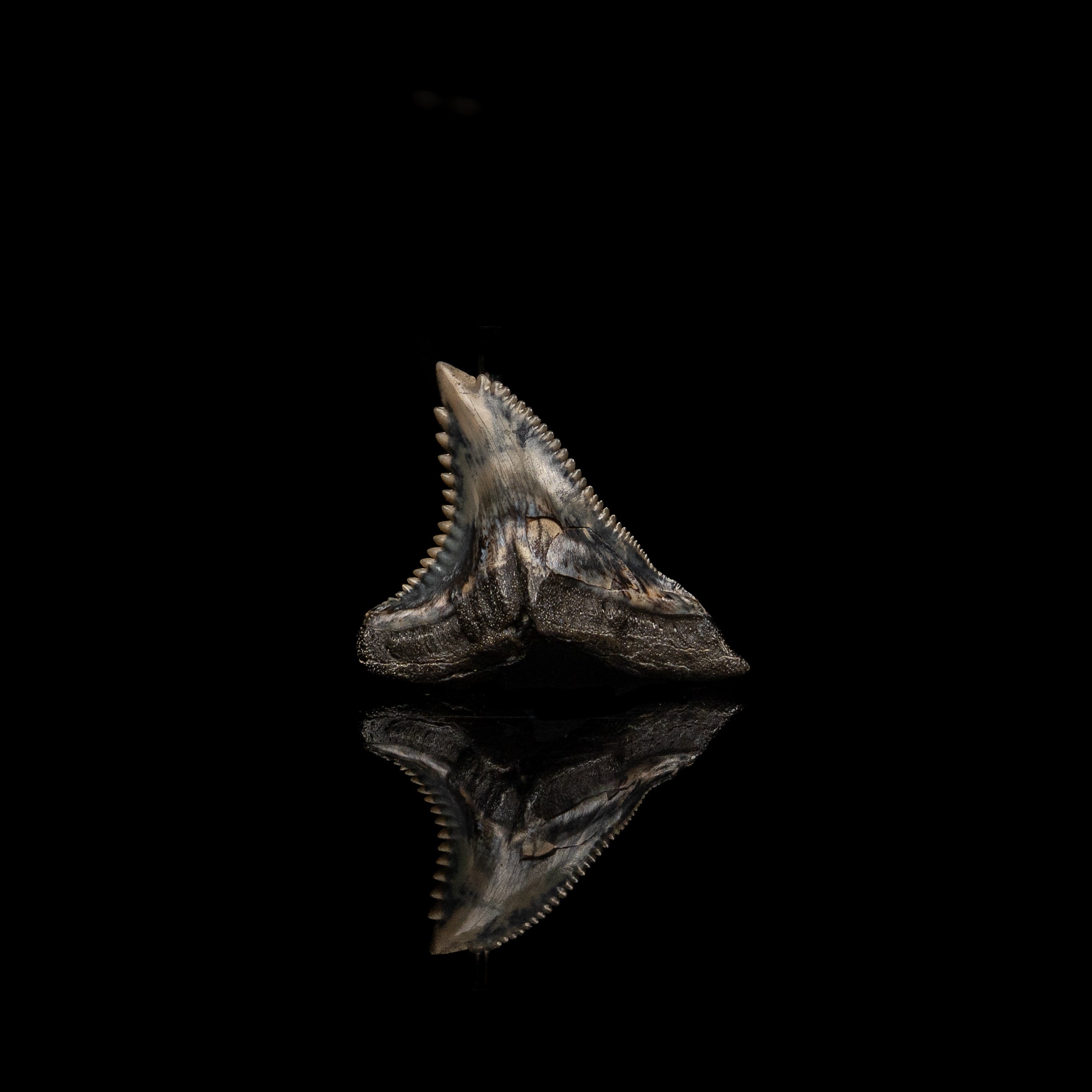 Pristine Hemipristis  1.43"