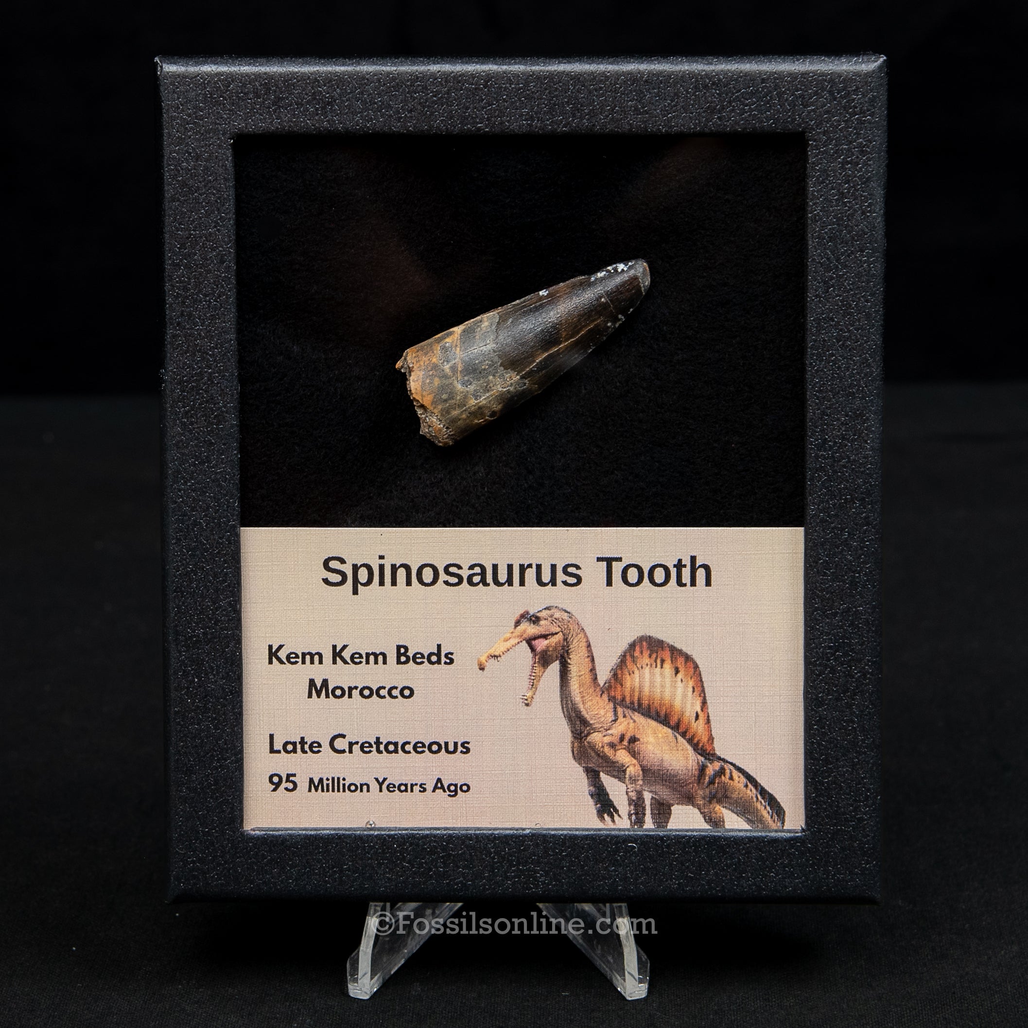 Spinosaurus Dinosaur Tooth Med Case