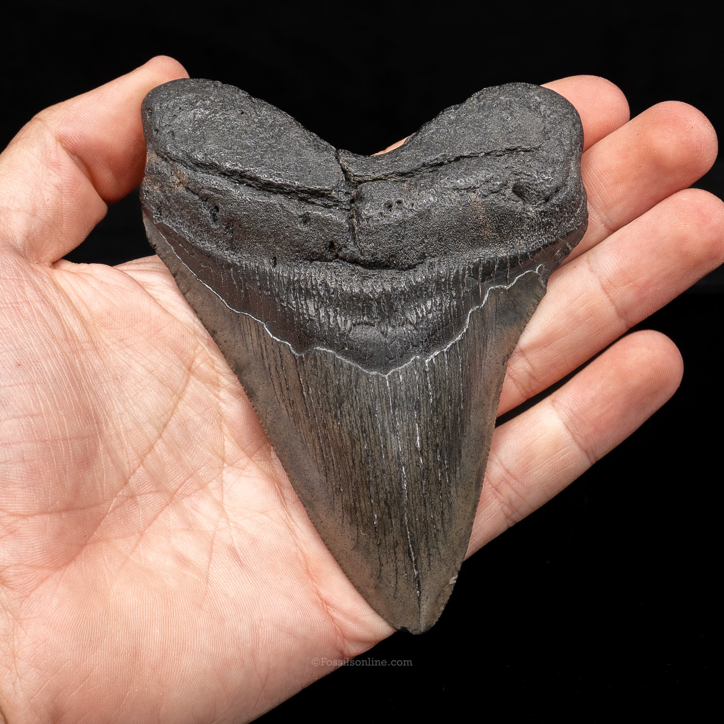 South Carolina Megalodon 4.53"