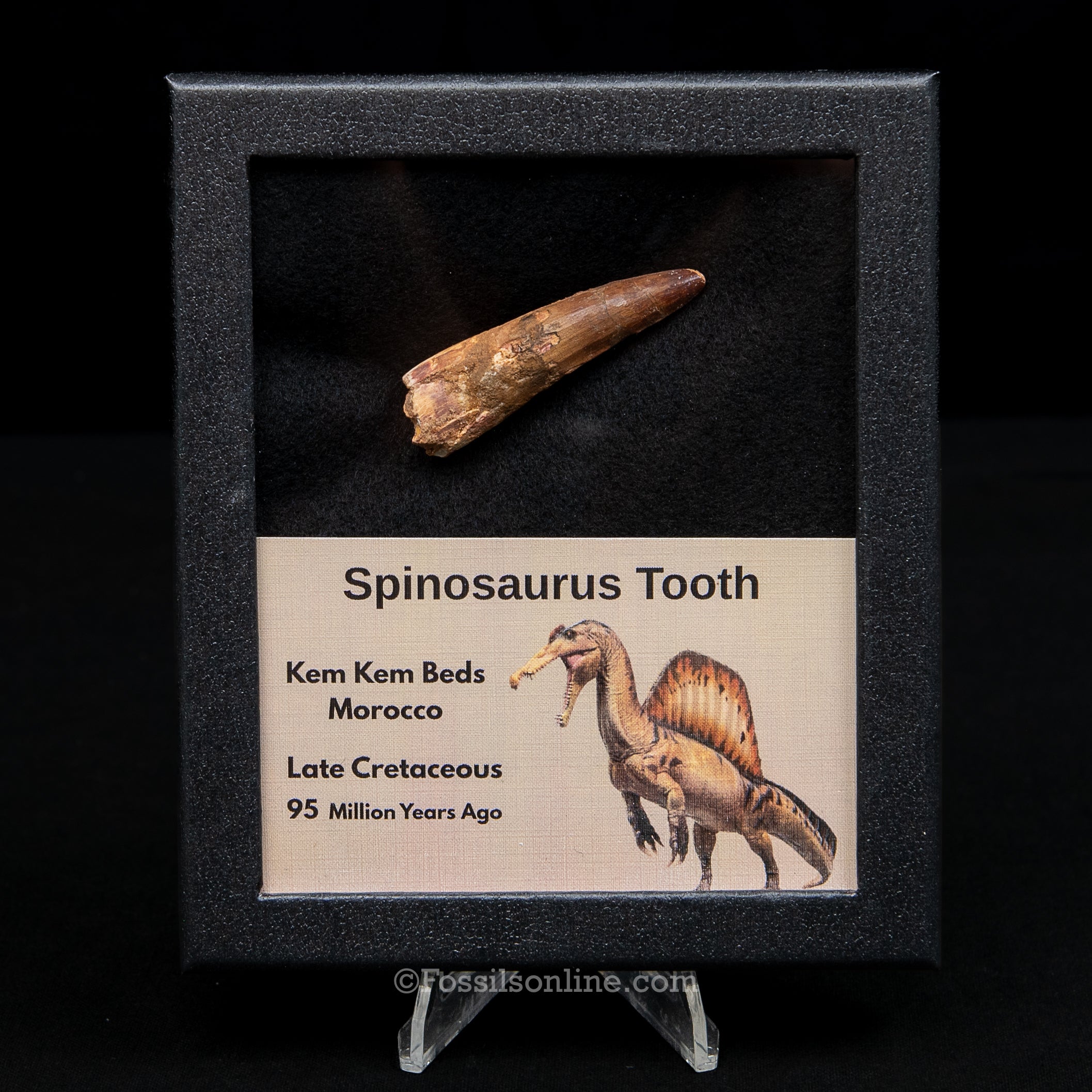 Spinosaurus Dinosaur Tooth Med Case