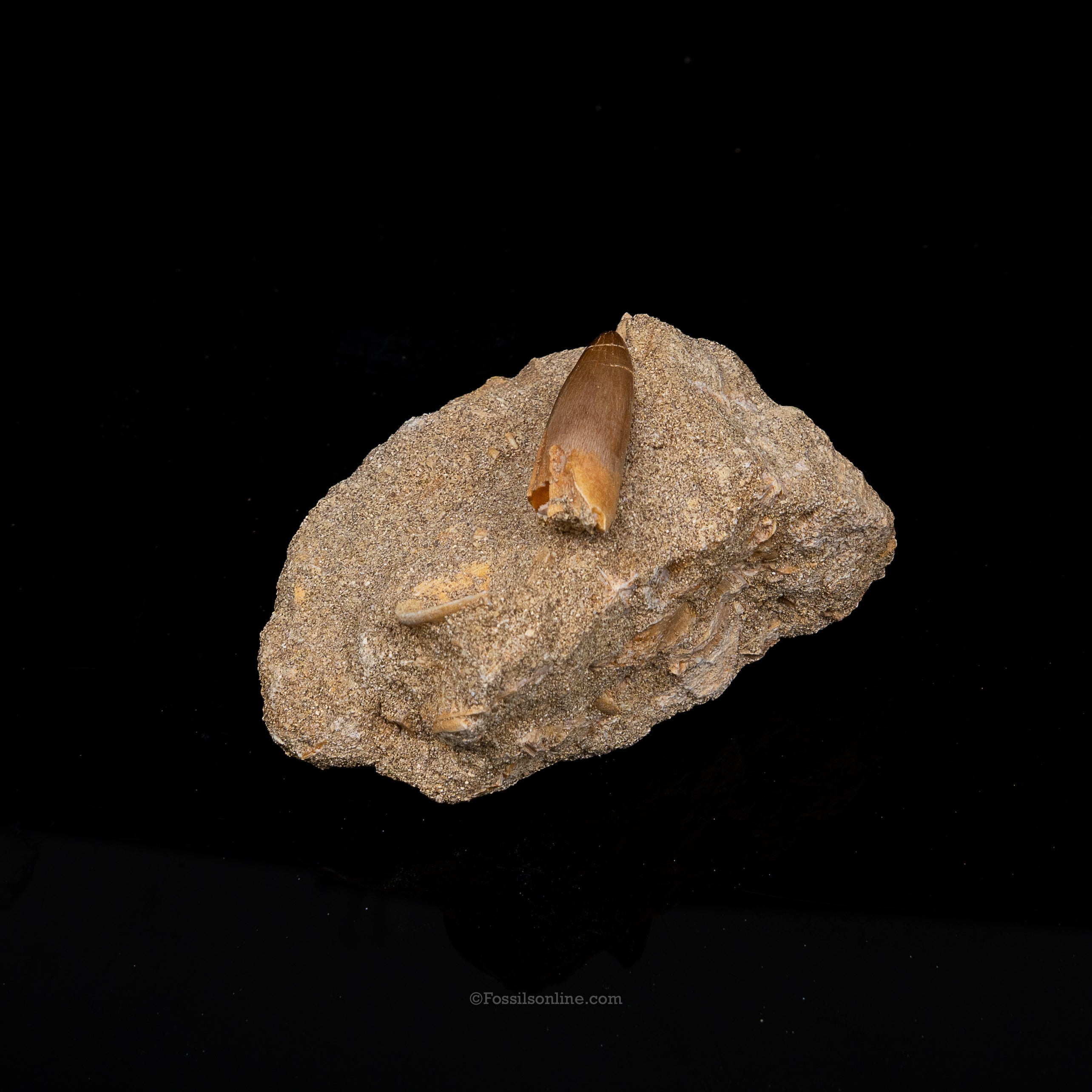 Plesiosaur Tooth in matrix
