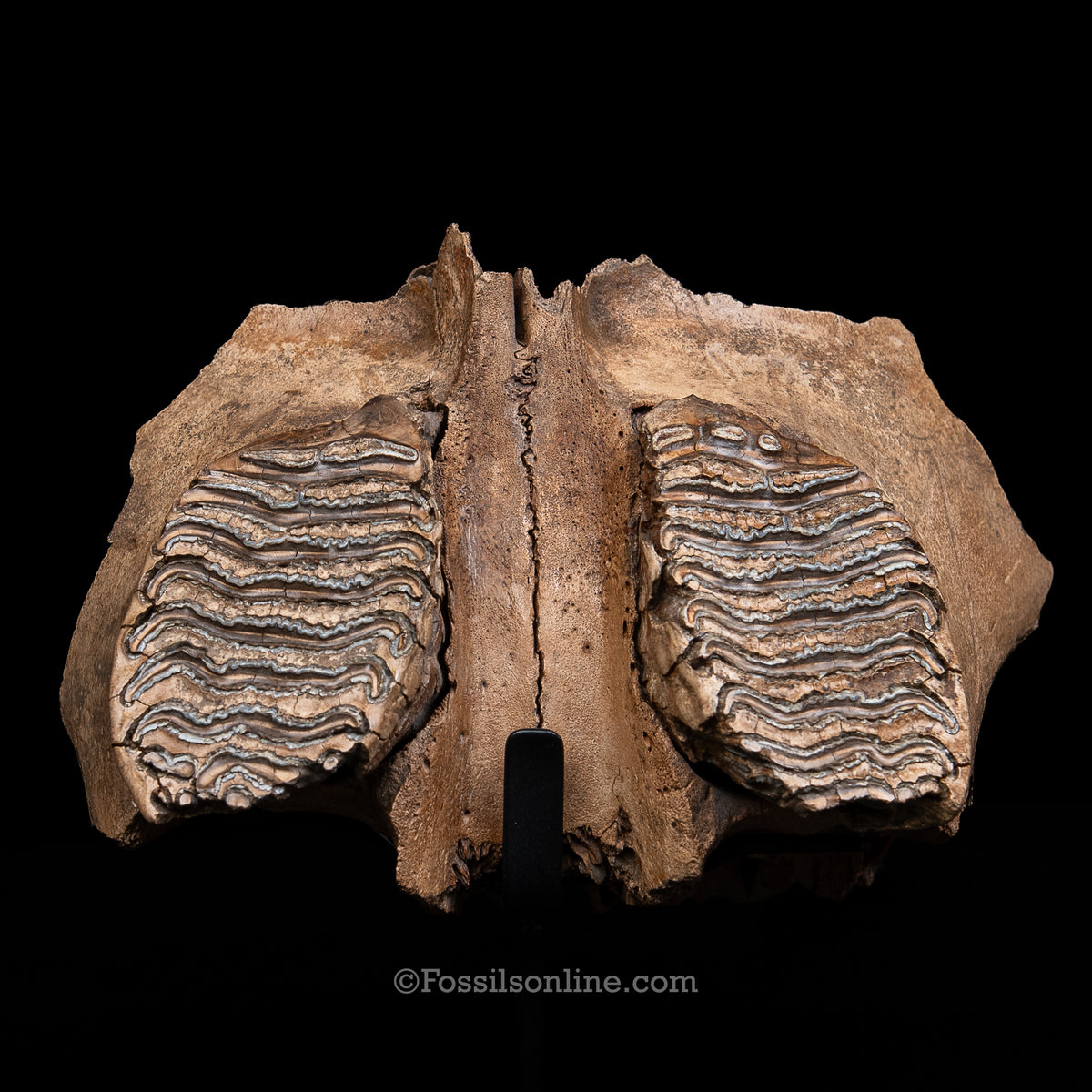 Juvenile Woolly Mammoth Maxilla on Display Stand